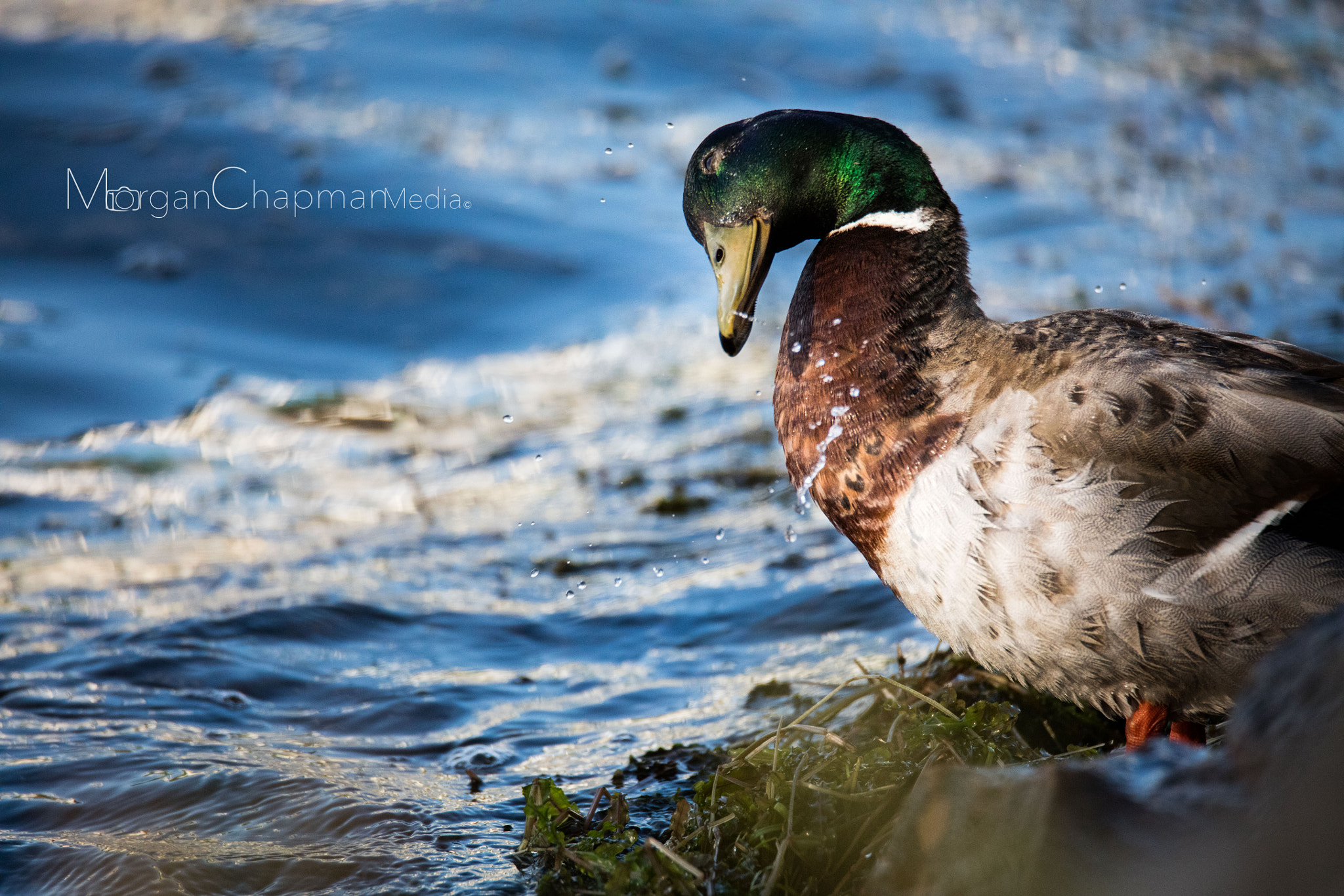 Tamron SP 150-600mm F5-6.3 Di VC USD sample photo. Freshen up photography