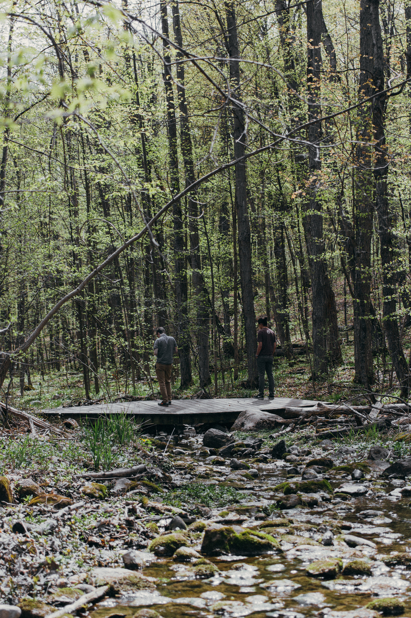 Canon EF 40mm F2.8 STM sample photo. Forest bridge photography