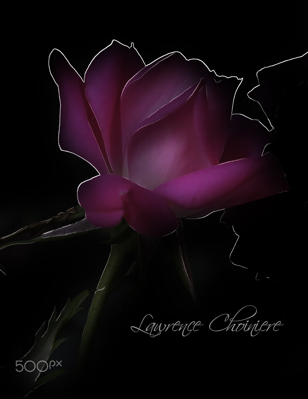 E 50mm F1.8 OSS sample photo. Her petals curves photography