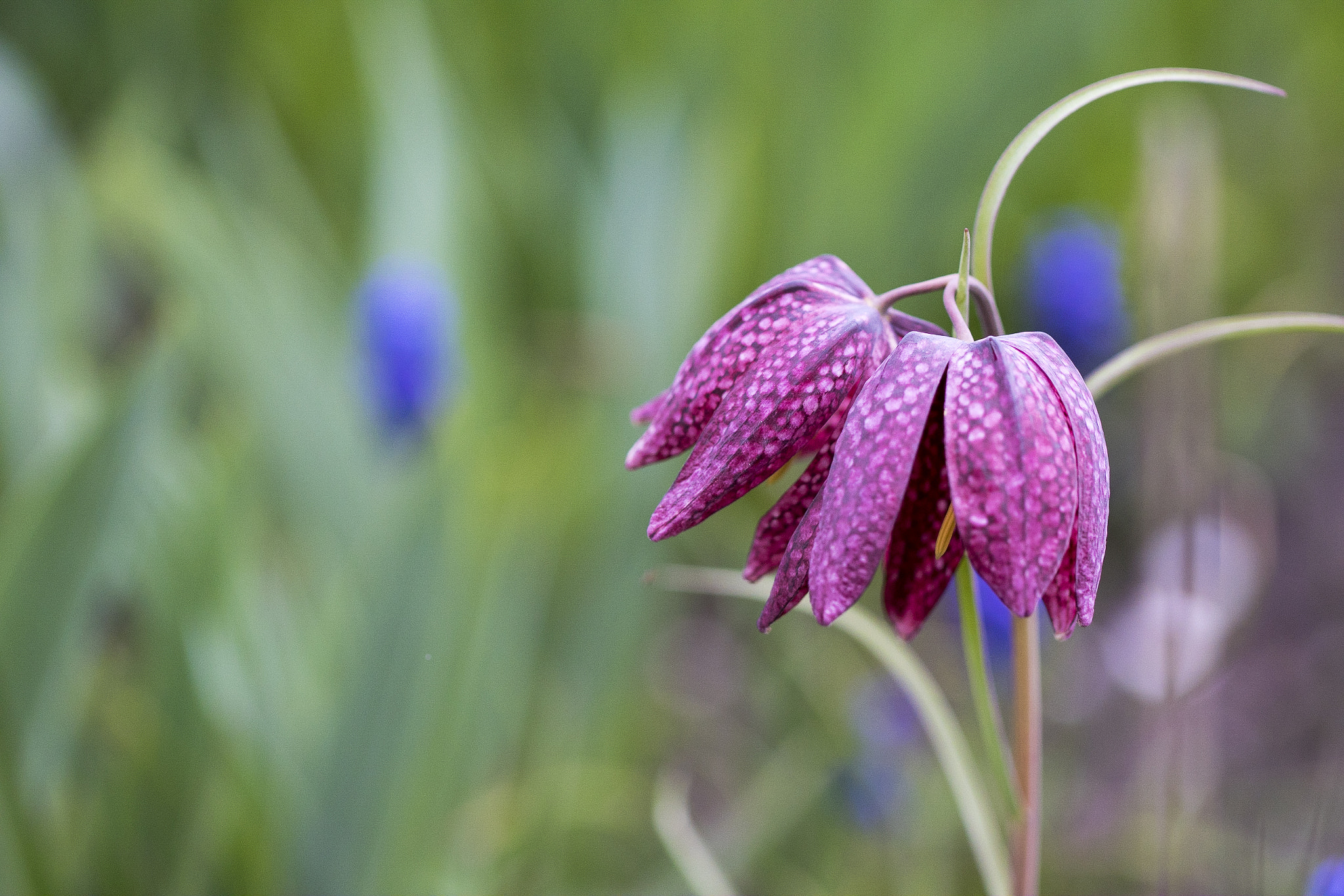 Sony ILCA-77M2 + 90mm F2.8 Macro SSM sample photo. Gardens beauty photography