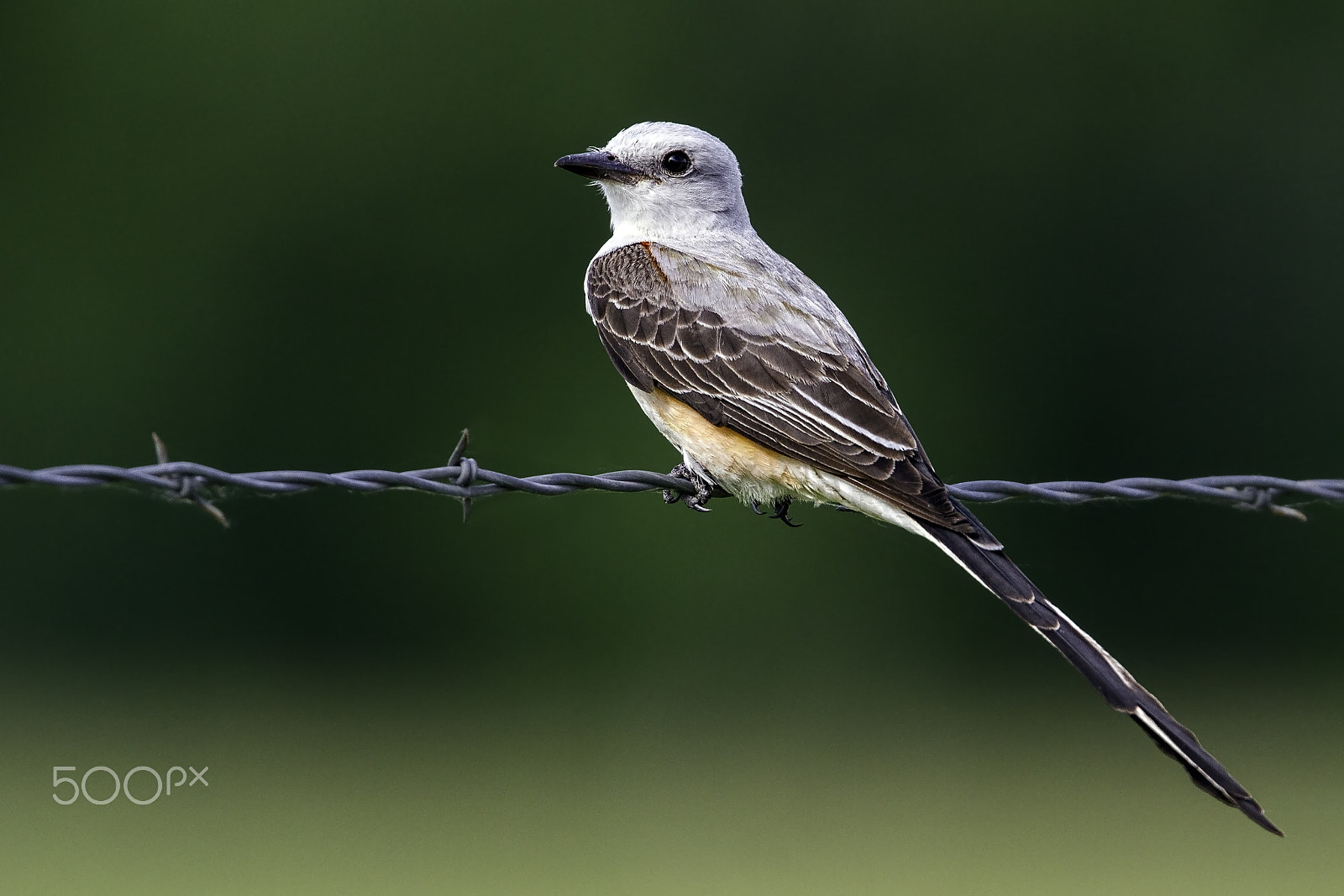 Canon EF 400mm F4.0 DO IS USM sample photo. Lord of the flies photography