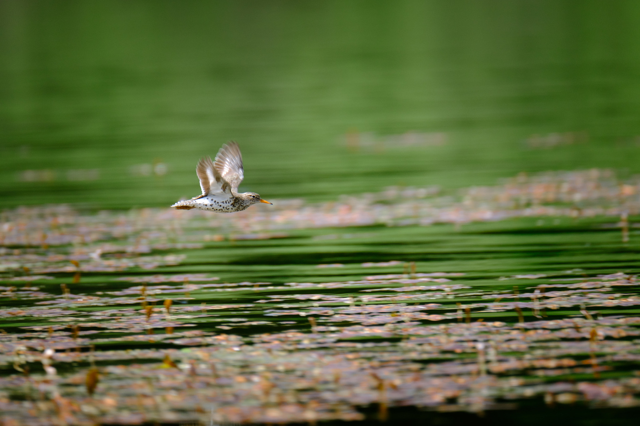 Fujifilm XF 100-400mm F4.5-5.6 R LM OIS WR sample photo. Spotted sandpiper in flight photography