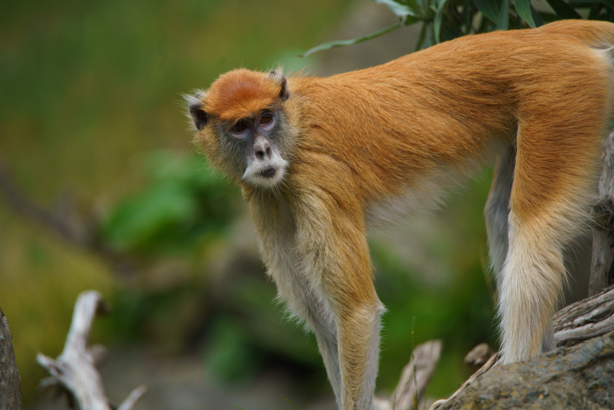 Sony a7R II + Tamron SP 150-600mm F5-6.3 Di VC USD sample photo. Patas monkey photography
