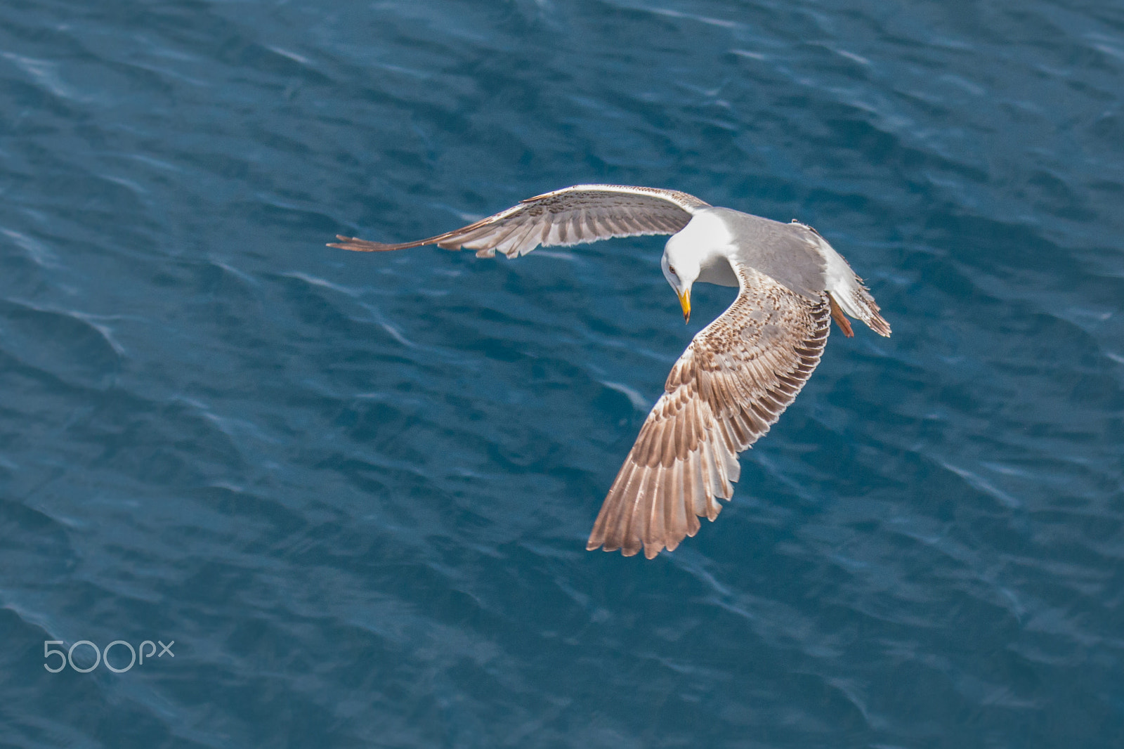 Canon EF 100-400mm F4.5-5.6L IS II USM sample photo. Yellow-legged gull - larus michahellis photography