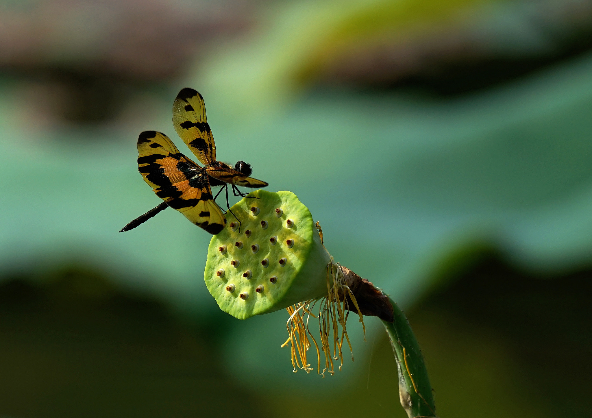 Sony 70-400mm F4-5.6 G SSM II sample photo. Untitled photography