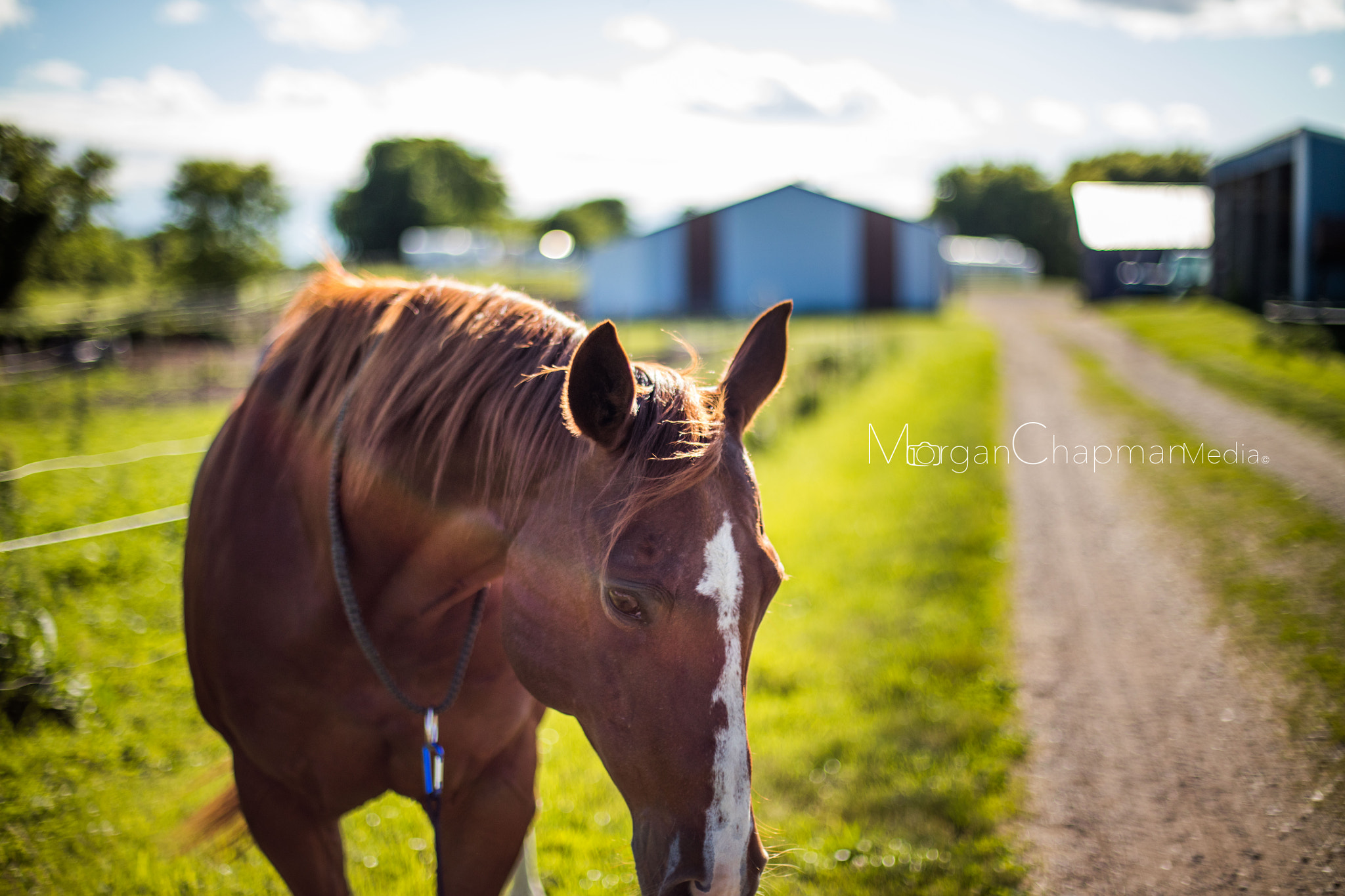 Canon EOS 5DS + Canon EF 50mm F1.4 USM sample photo. Out for a stroll photography