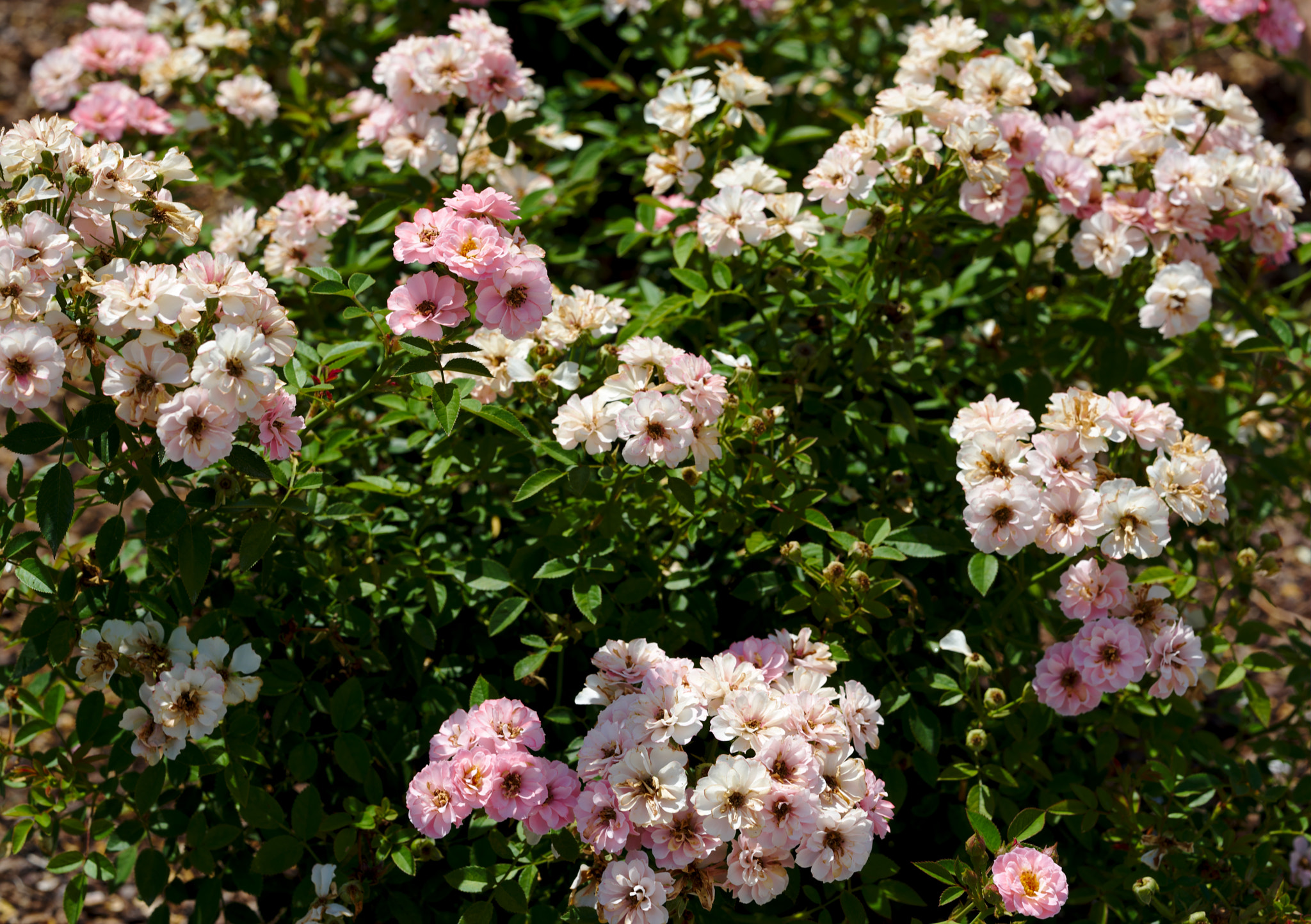 Manual Lens No CPU sample photo. Penelope galore! photography