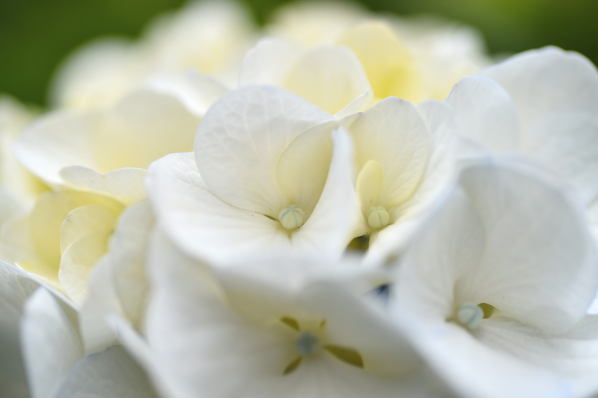 Nikon D4S sample photo. White lover photography