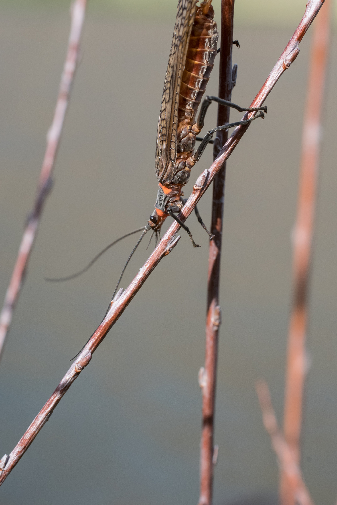 Nikon D750 + Sigma 50mm F2.8 EX DG Macro sample photo