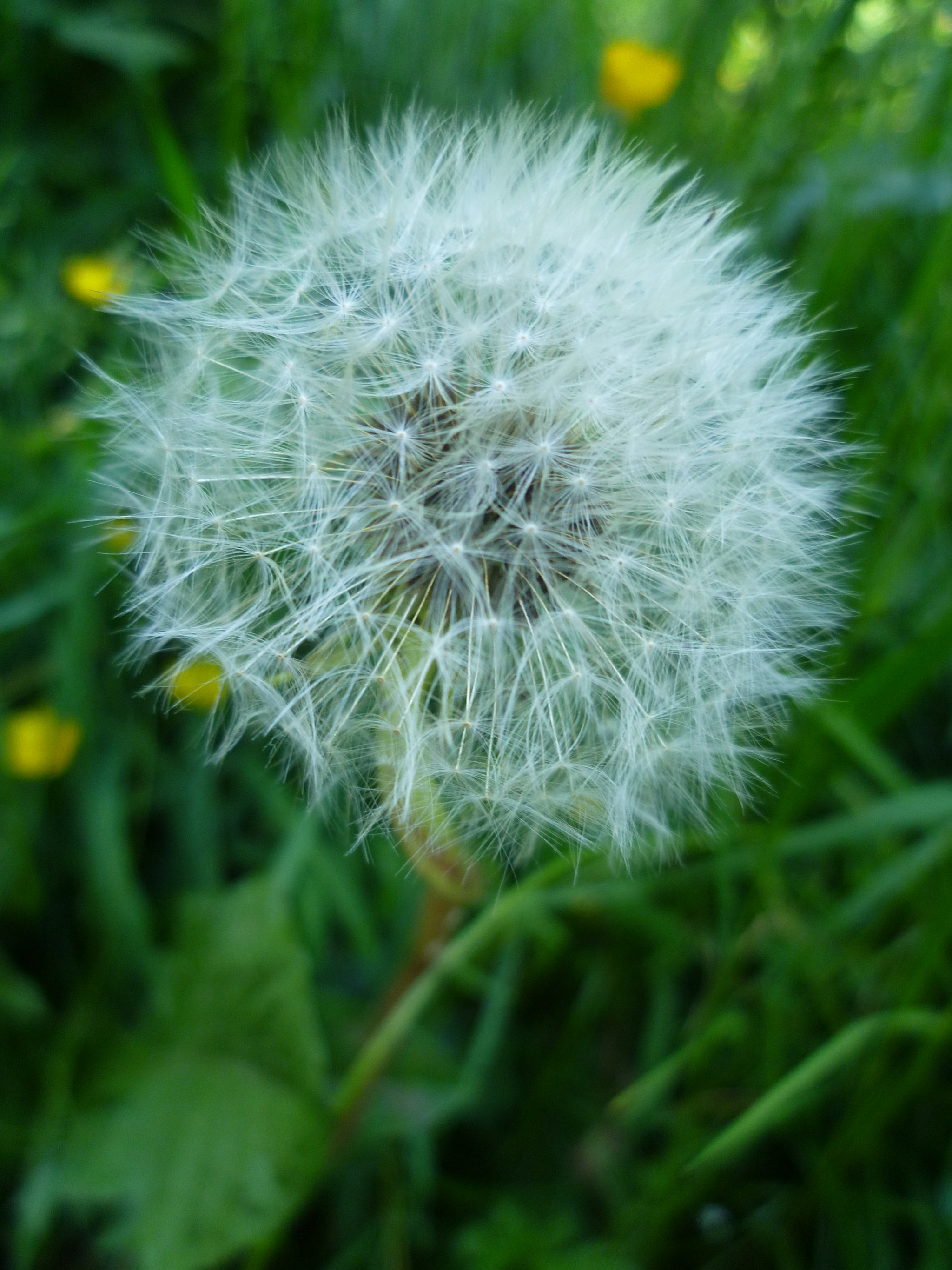 Panasonic DMC-FS10 sample photo. Pusteblume photography