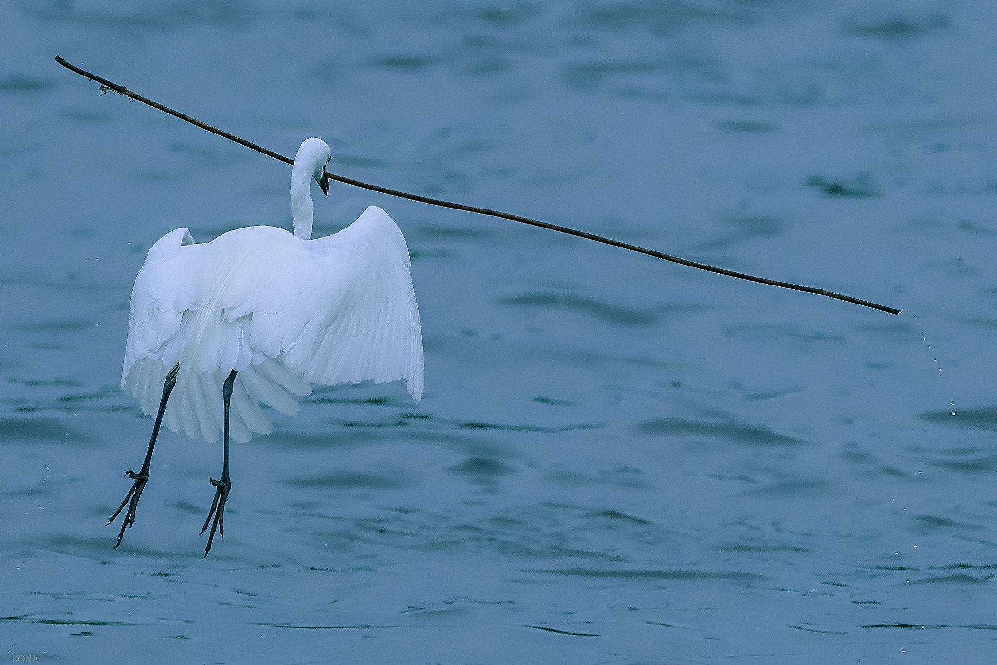 Nikon AF-S Nikkor 400mm F2.8G ED VR II sample photo. Sagi photography