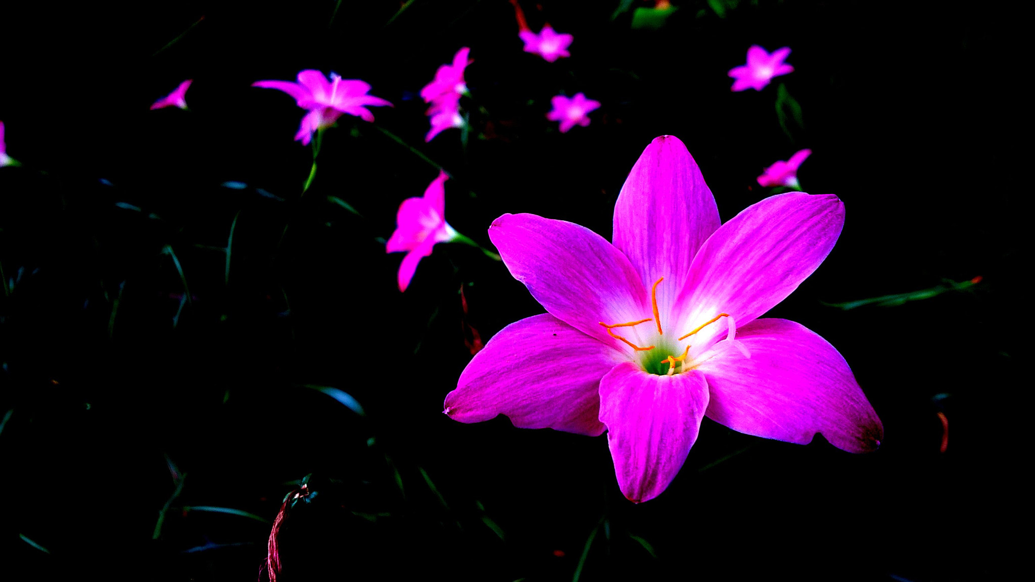 Nokia Lumia 730 Dual SIM sample photo. Copy photography
