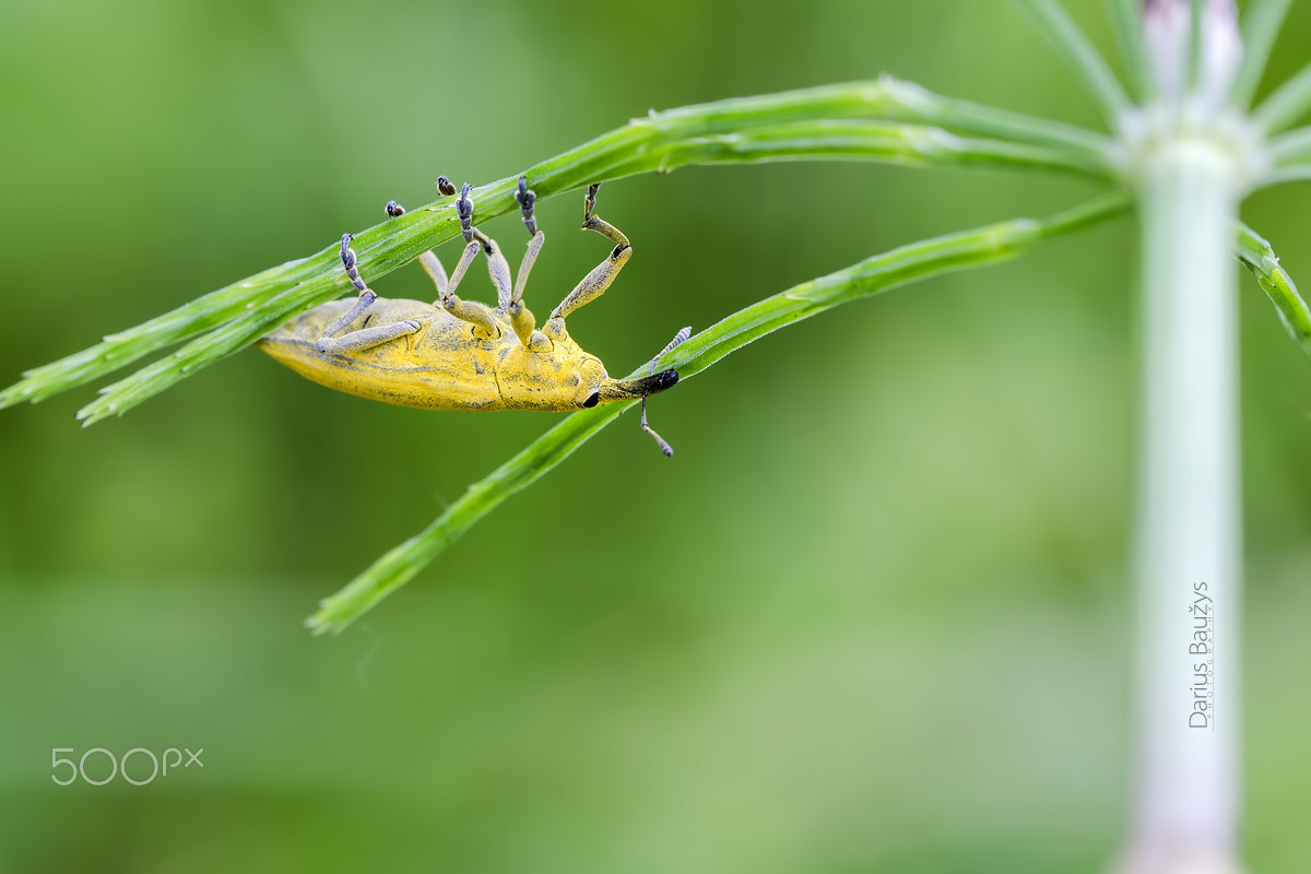 Sigma 150mm F2.8 EX DG OS Macro HSM sample photo. Upside-down photography