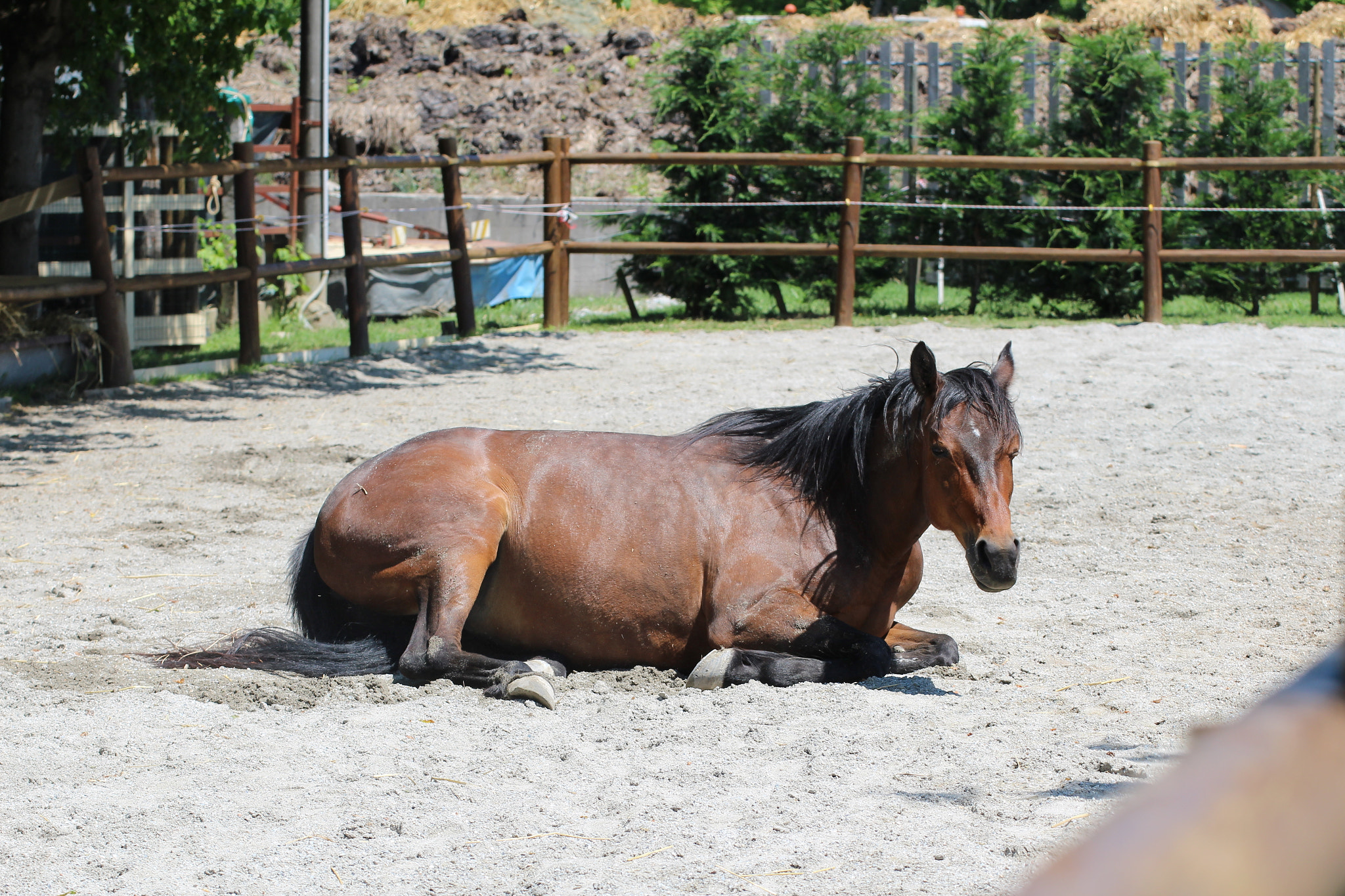 Tamron SP 35mm F1.8 Di VC USD sample photo. Cavallo  photography