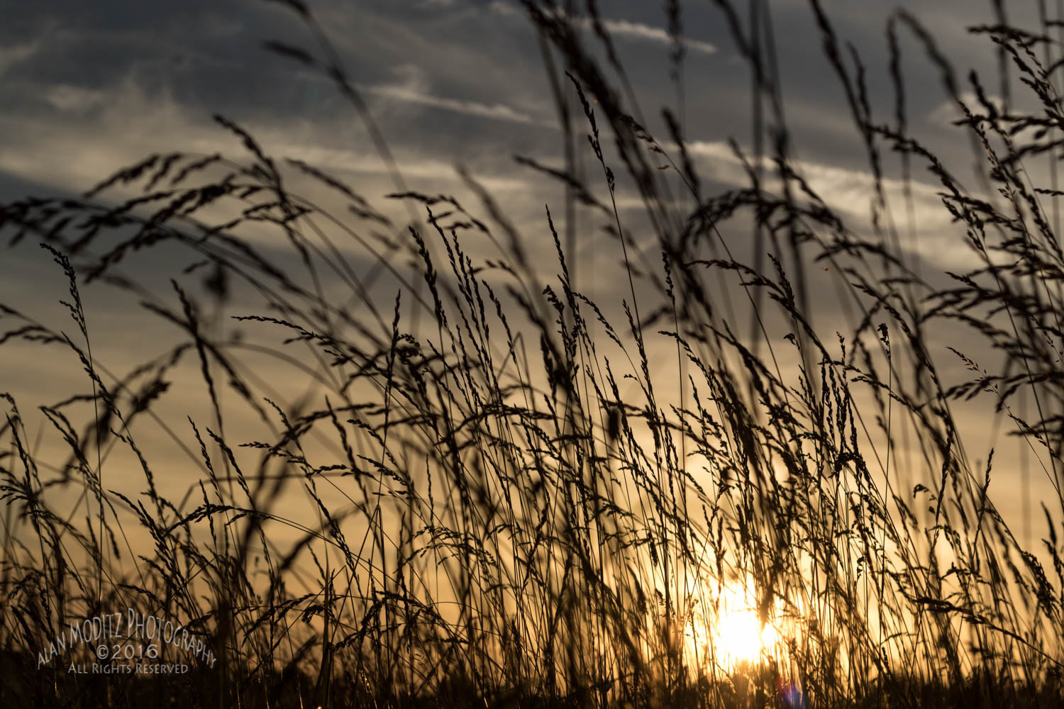 Canon EF 50mm f/1.8 sample photo. Sunset in the grass. photography