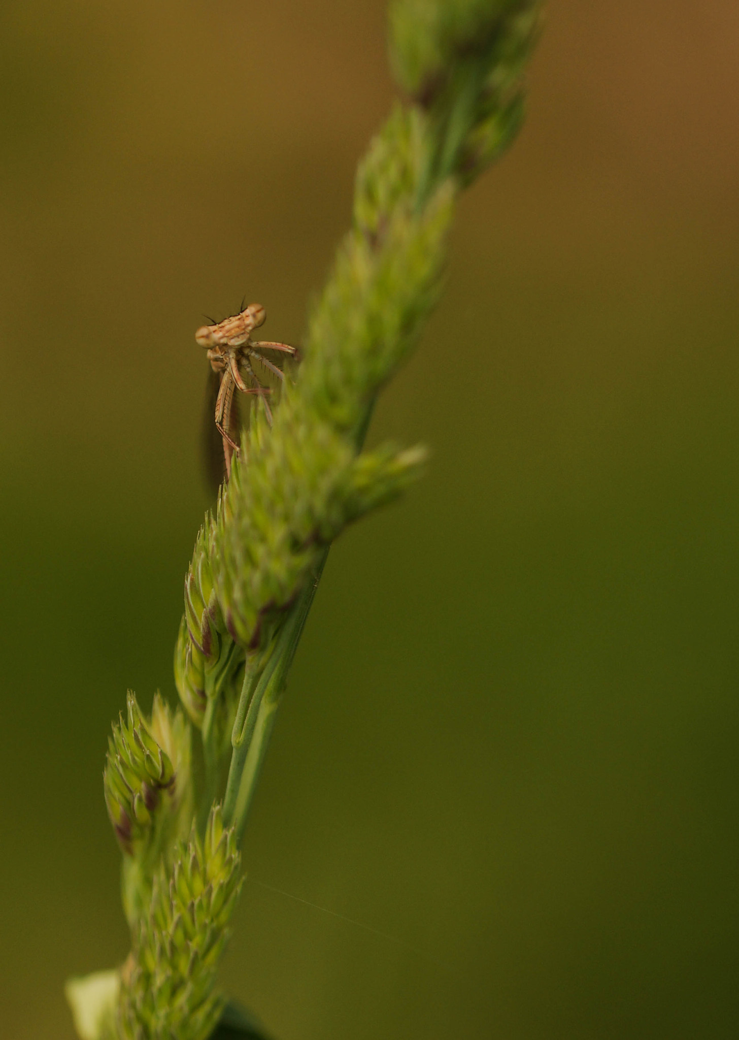 Sony SLT-A57 + 105mm F2.8 sample photo. Hello ! photography