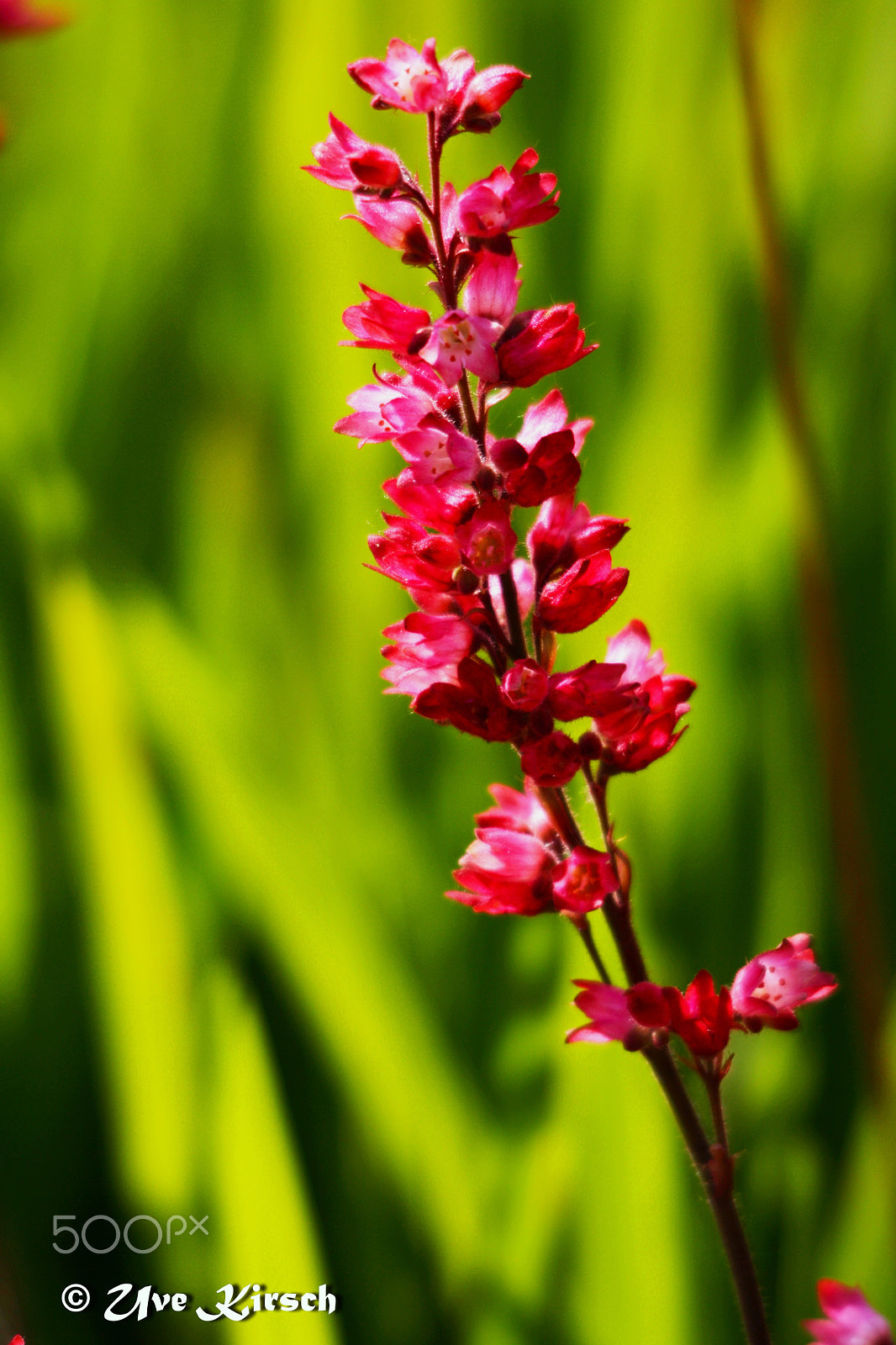 Sigma 150-500mm F5-6.3 DG OS HSM sample photo. Pink on green photography