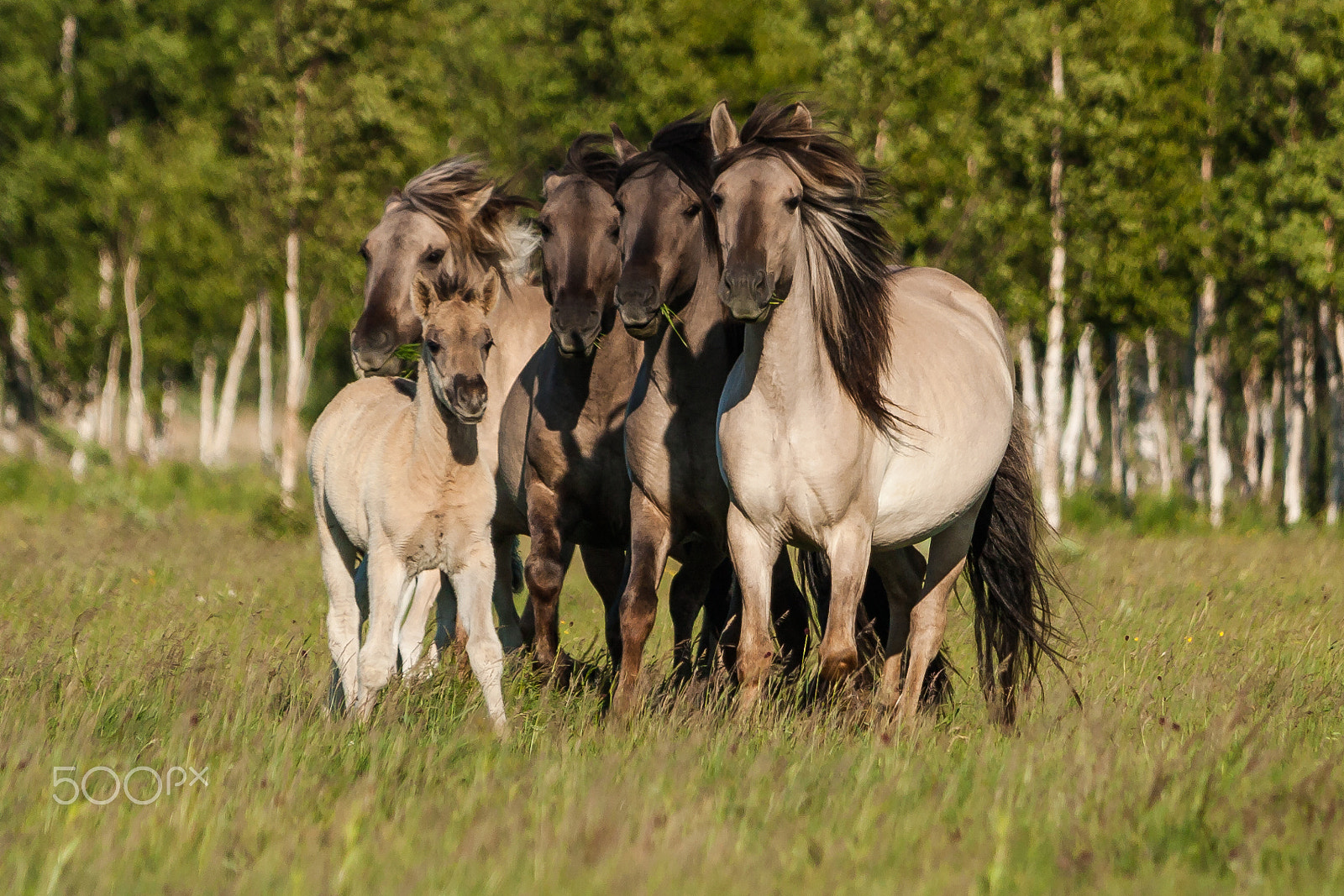 Canon EF-S 55-250mm F4-5.6 IS STM sample photo. Wild horses photography
