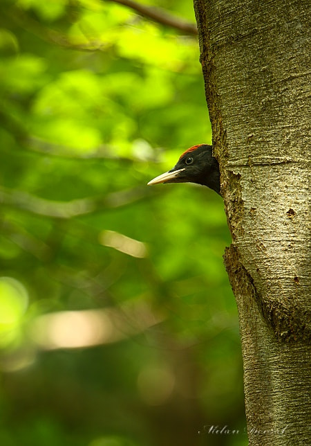 Canon EF 300mm F2.8L IS USM sample photo. For the first time to the new world photography