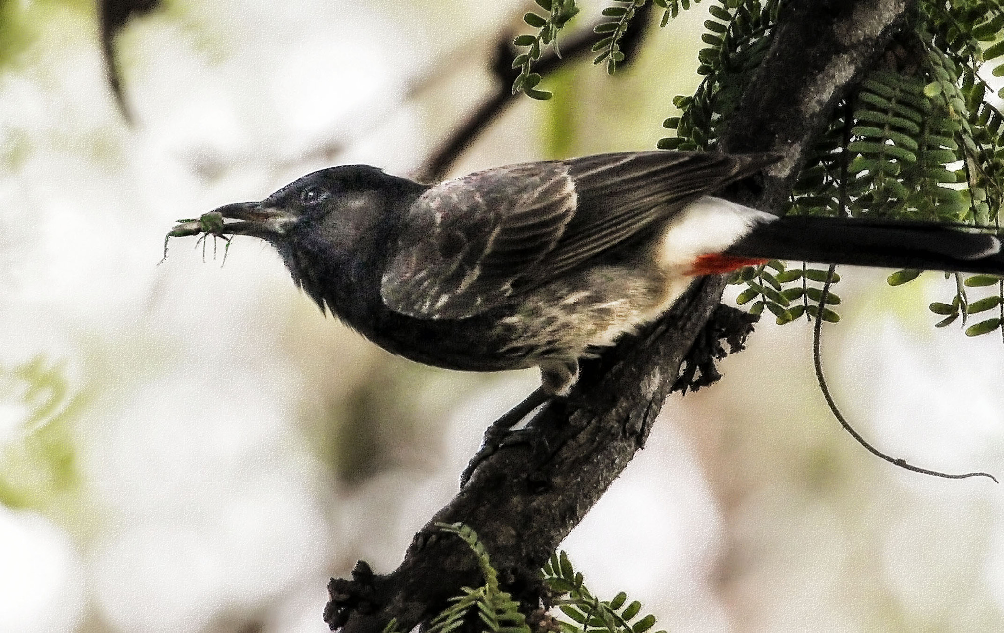 Canon EF 70-300mm F4-5.6L IS USM sample photo. Red vented bulbul - breakfast photography
