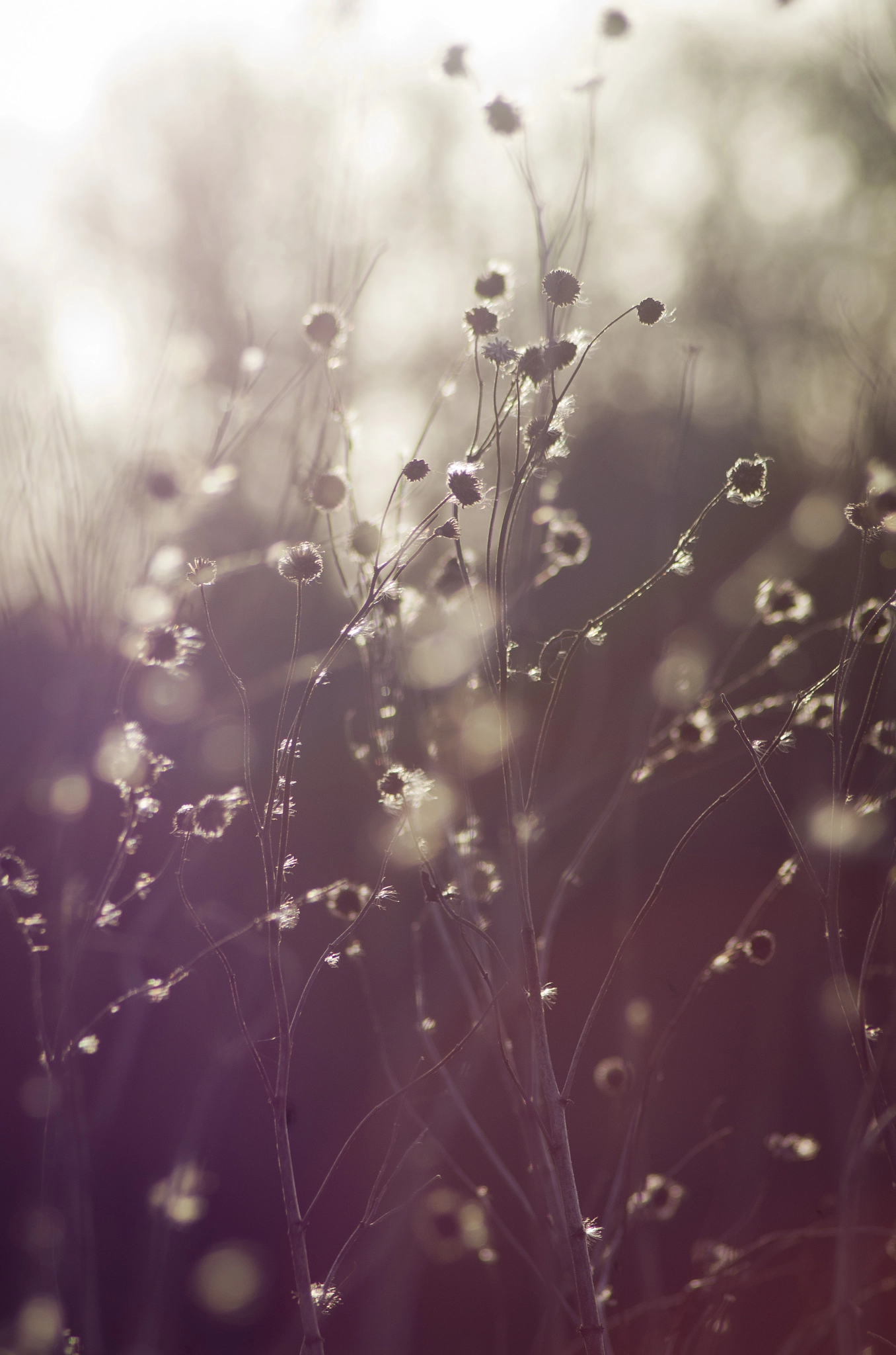Tamron AF 70-300mm F4-5.6 Di LD Macro sample photo. Dream photography
