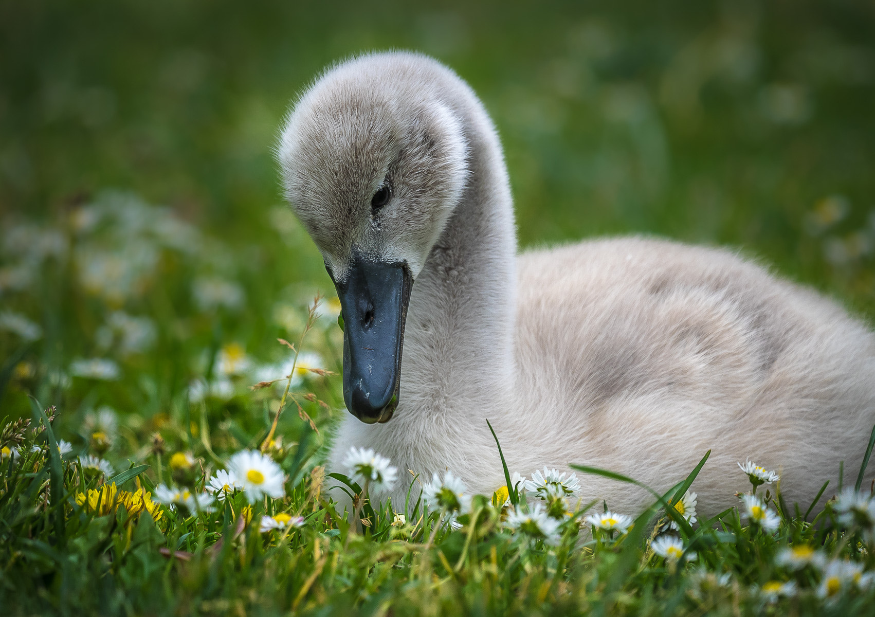 Olympus OM-D E-M1 + LEICA DG 100-400/F4.0-6.3 sample photo. Ugly duckling photography