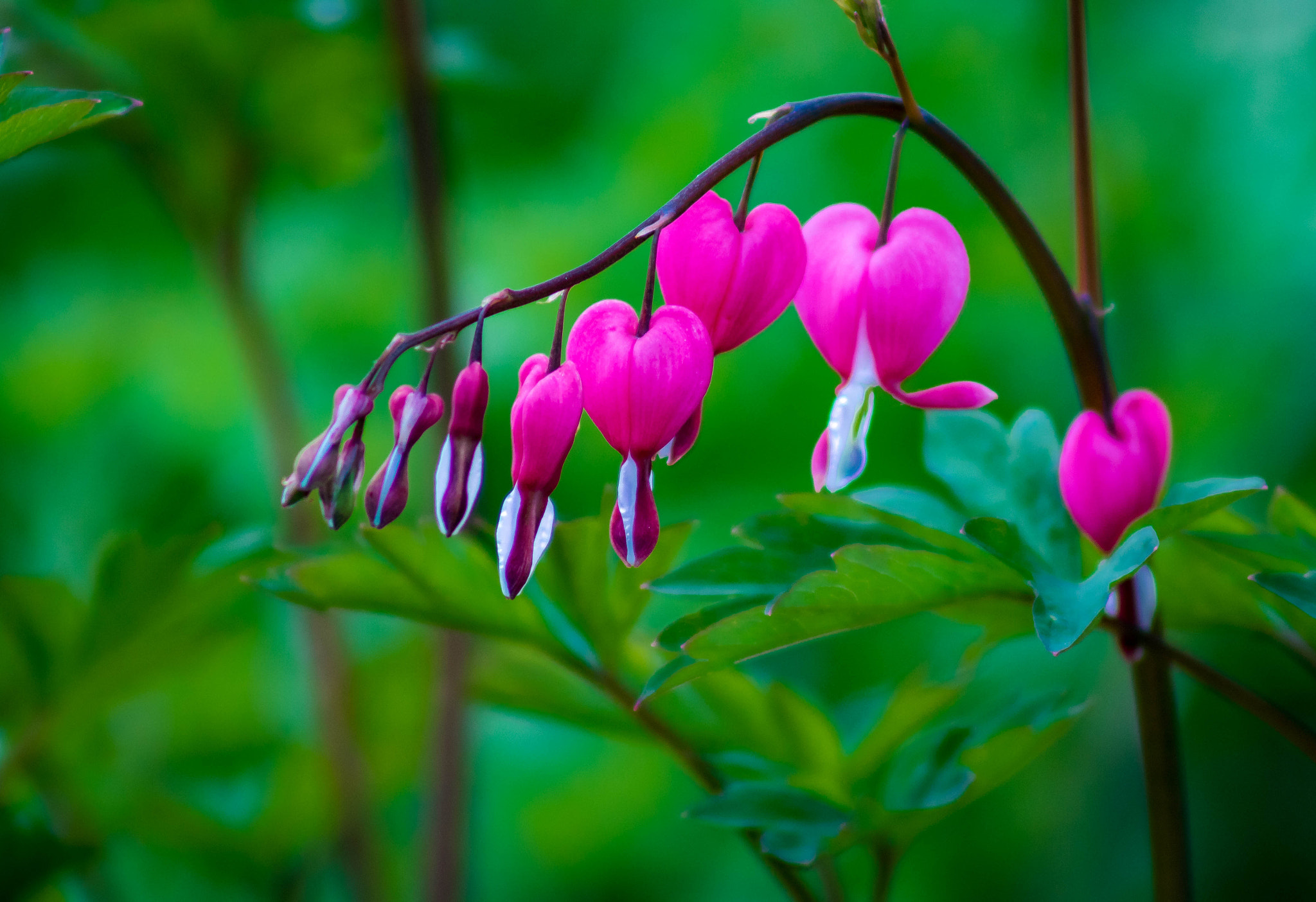EF75-300mm f/4-5.6 sample photo. Bleeding hearts photography