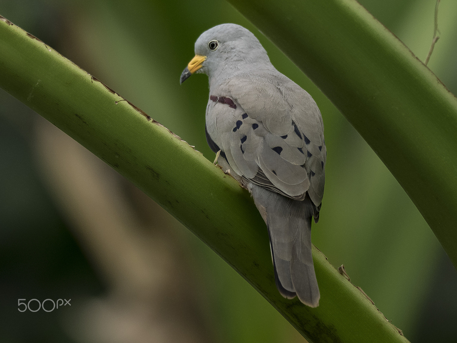 Olympus OM-D E-M1 + M.300mm F4.0 + MC-14 sample photo. Croaking ground-dove photography