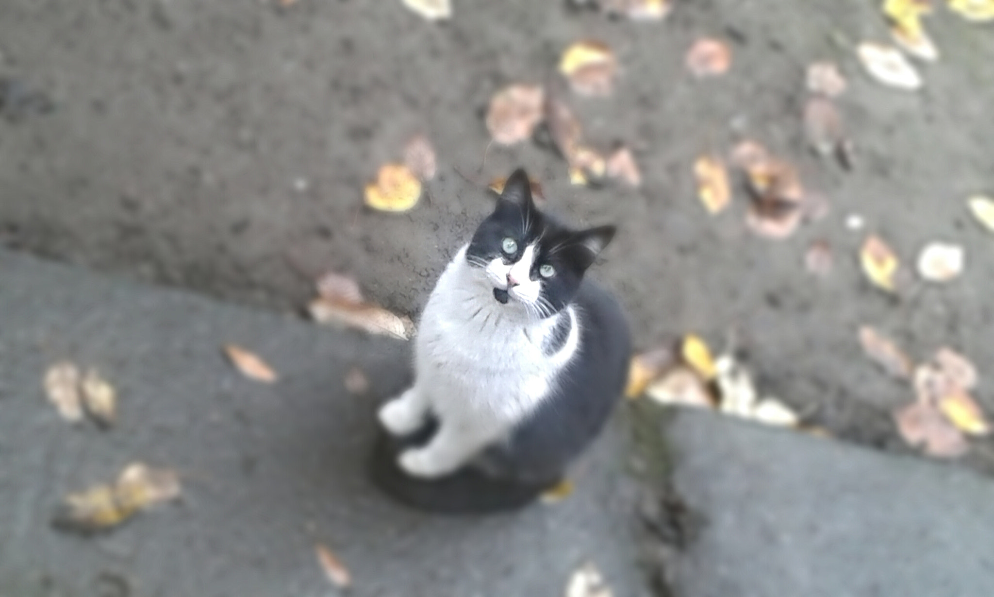 Samsung Galaxy Core2 sample photo. The cat photography