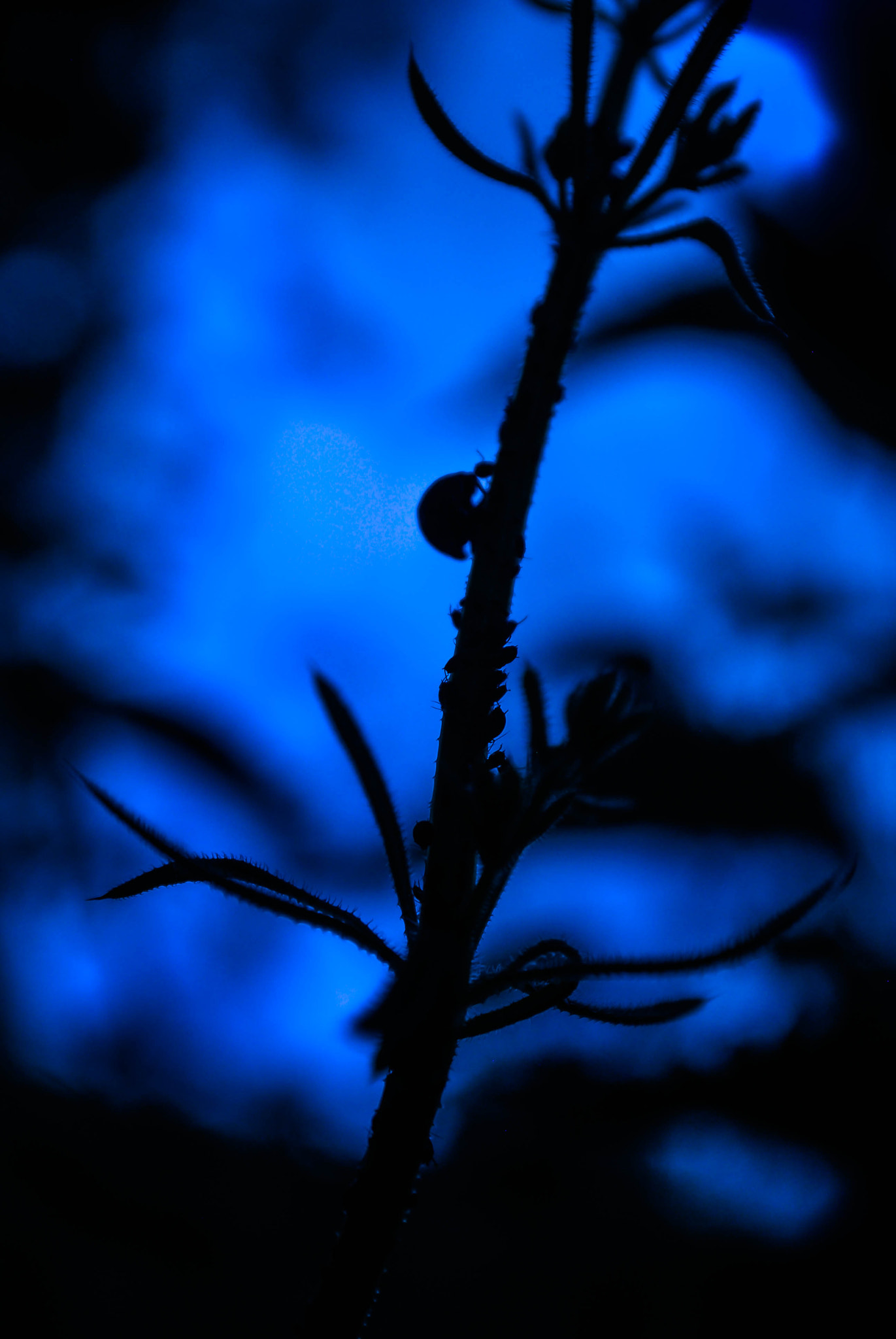 AF Zoom-Nikkor 28-85mm f/3.5-4.5 sample photo. Jolie coccinelle .. belle demoiselle photography