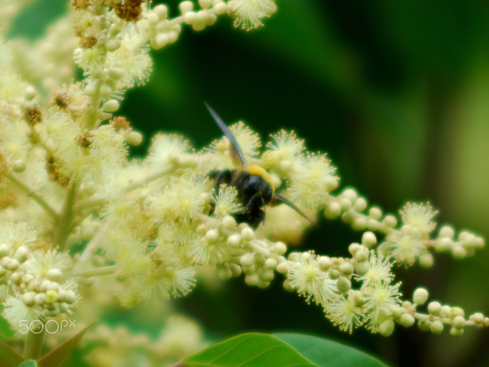 Sigma APO 400mm F5.6 sample photo. Xylocopa photography