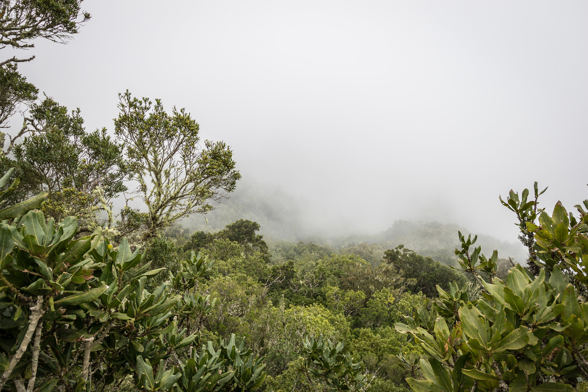 Canon EF-S 10-18mm F4.5–5.6 IS STM sample photo. Misty laurel forest photography