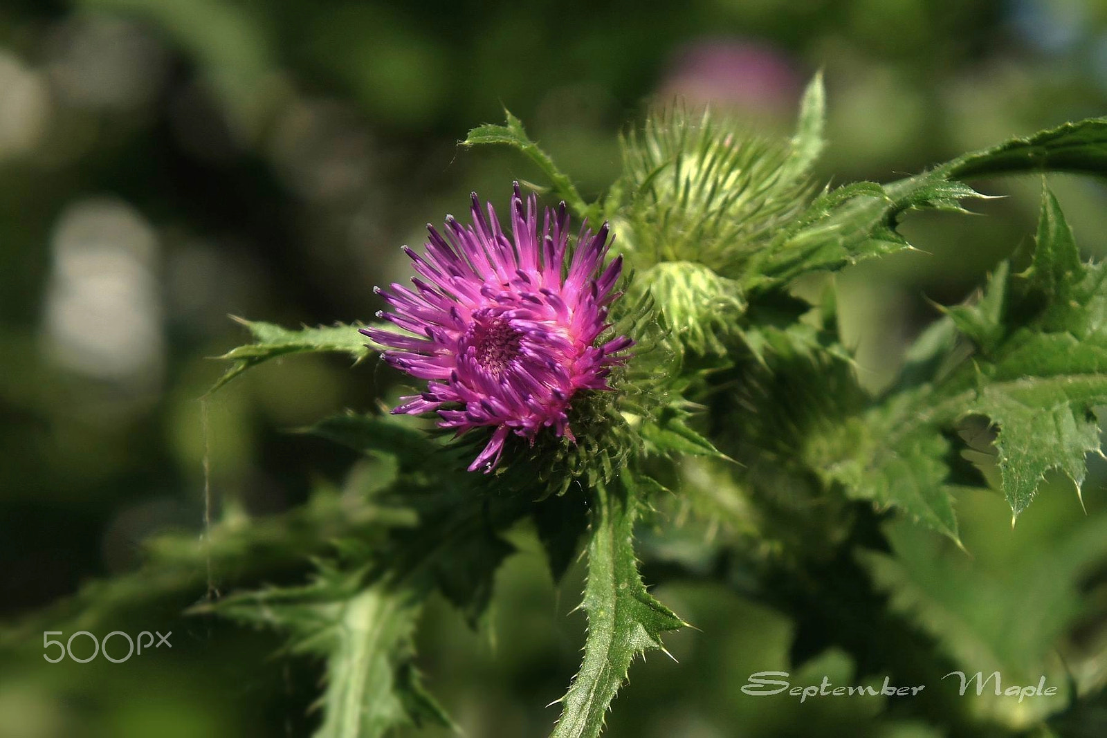 Sony NEX-5C sample photo. 大蓟 1 photography