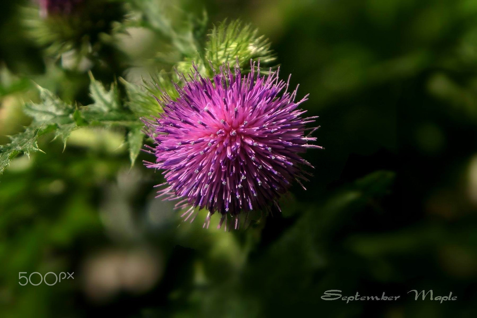 Sony NEX-5C sample photo. 大蓟 2 photography