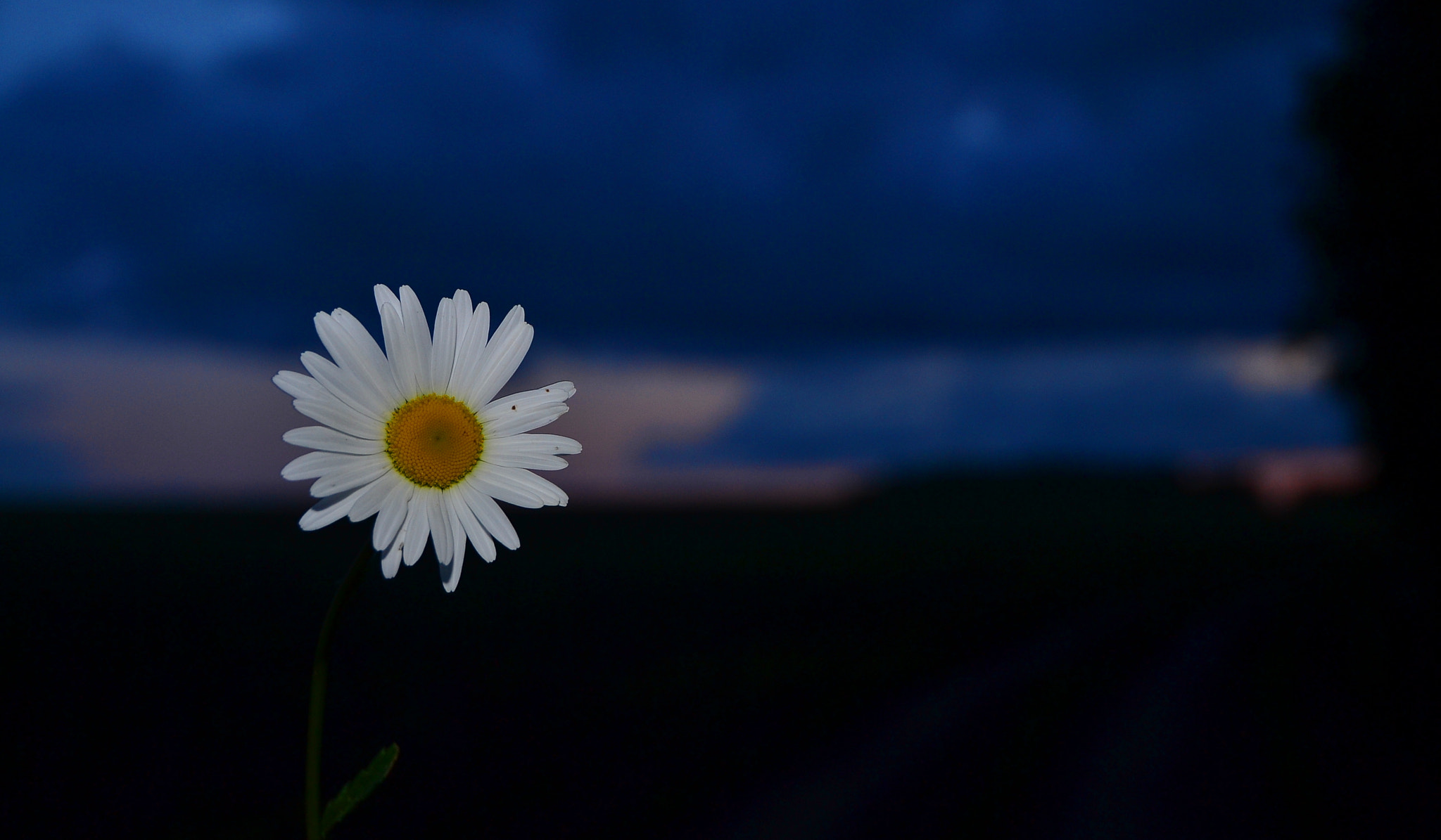 Sigma 18-250mm F3.5-6.3 DC OS HSM sample photo. Chamomile and sunset photography
