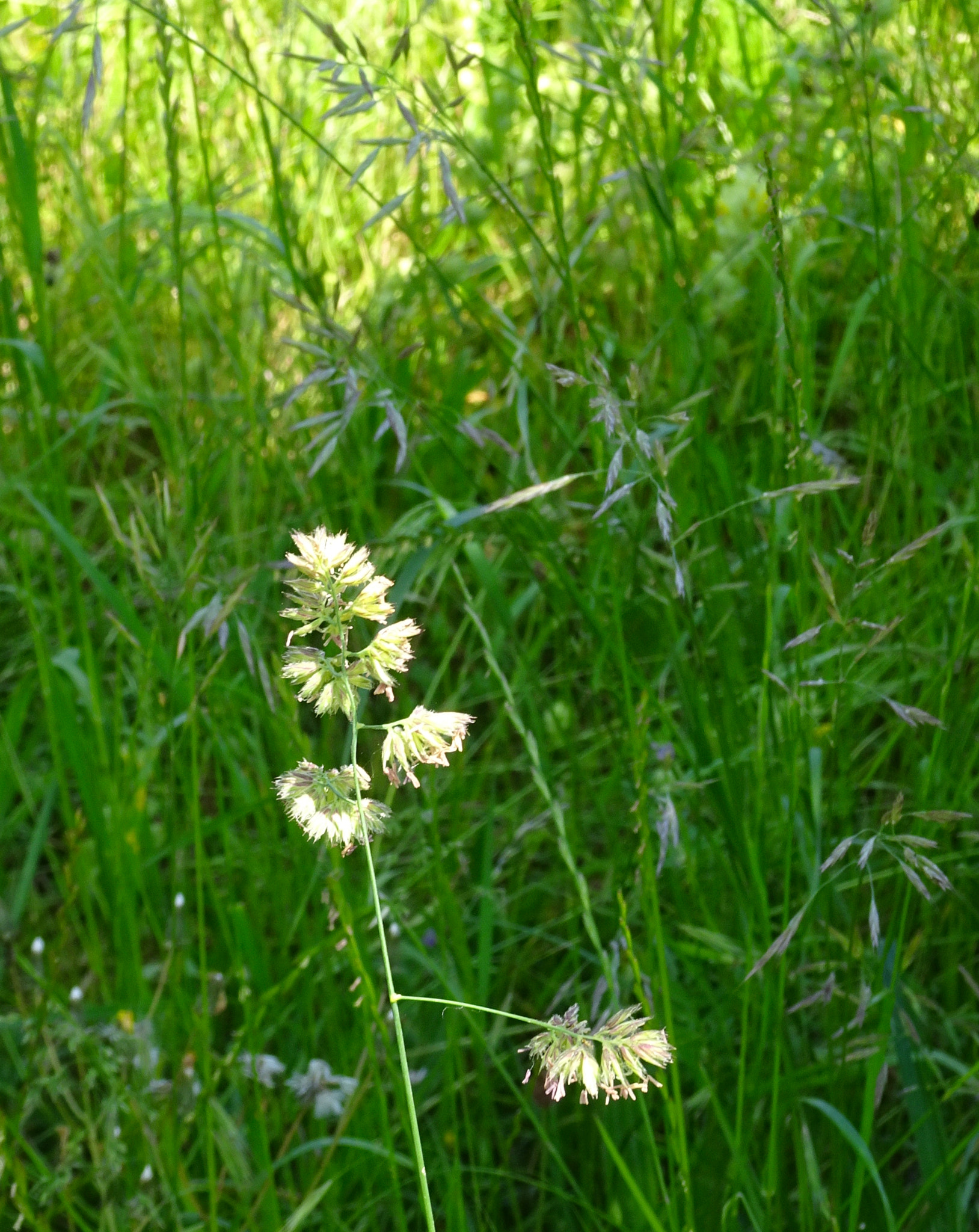 Sony Cyber-shot DSC-HX90V + Sony 24-720mm F3.5-6.4 sample photo. Herbes folles 2 photography