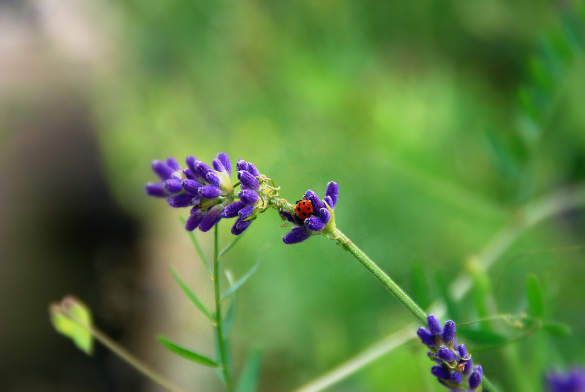 Nikon D60 sample photo. Untitled photography