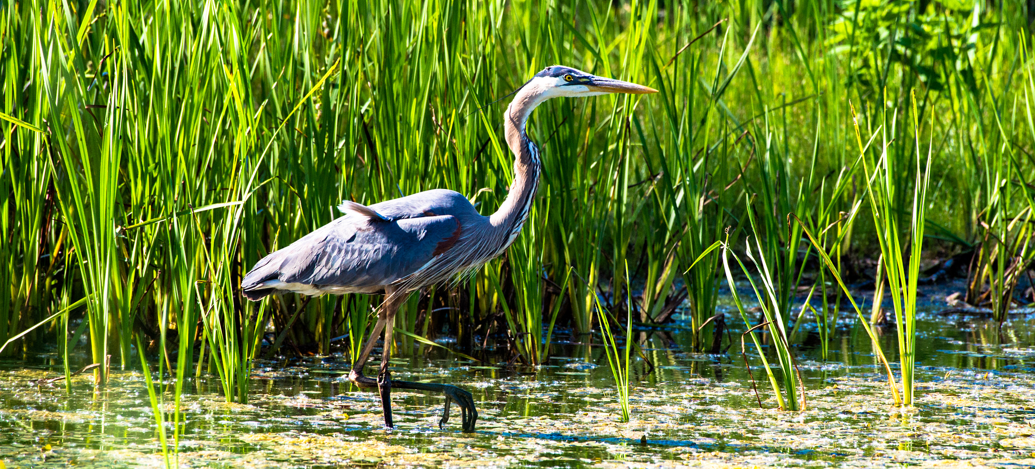 Nikon AF-S Nikkor 200-500mm F5.6E ED VR sample photo. Dinner photography
