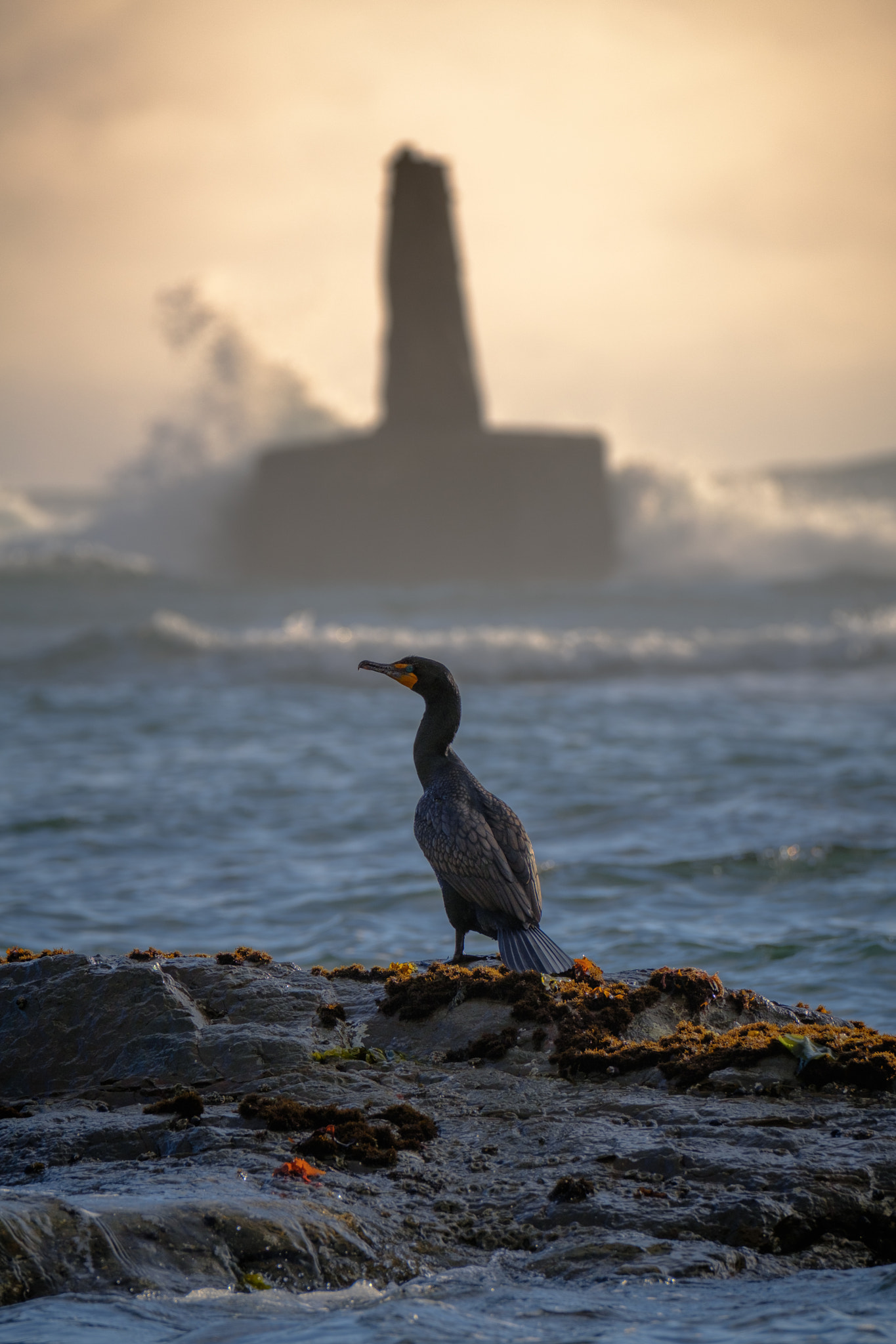 Fujifilm XF 100-400mm F4.5-5.6 R LM OIS WR sample photo. Cormorant photography