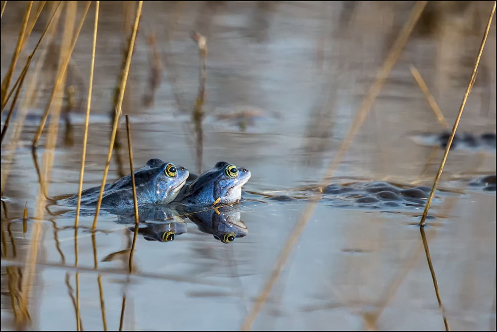 Sony SLT-A77 + Sony 70-400mm F4-5.6 G SSM sample photo. Moor frog photography