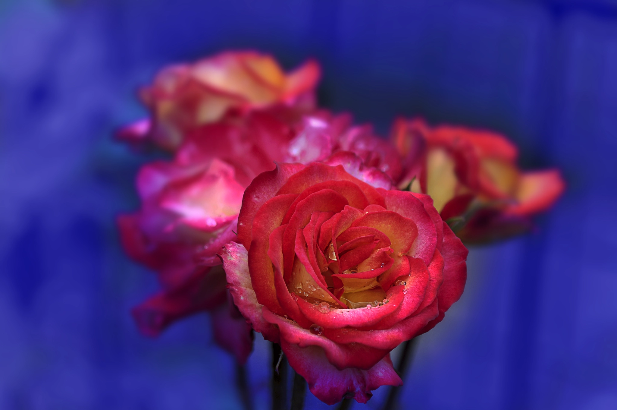Nikon D300 + AF Micro-Nikkor 105mm f/2.8 sample photo. Розы photography