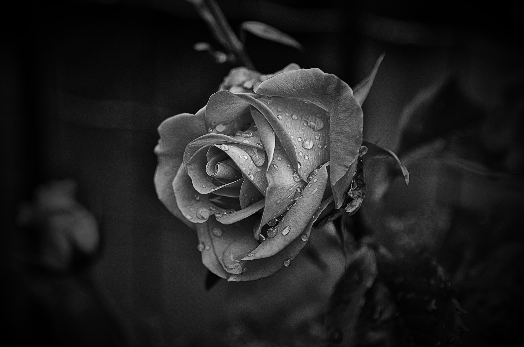 AF Micro-Nikkor 105mm f/2.8 sample photo. Роза после дождя photography
