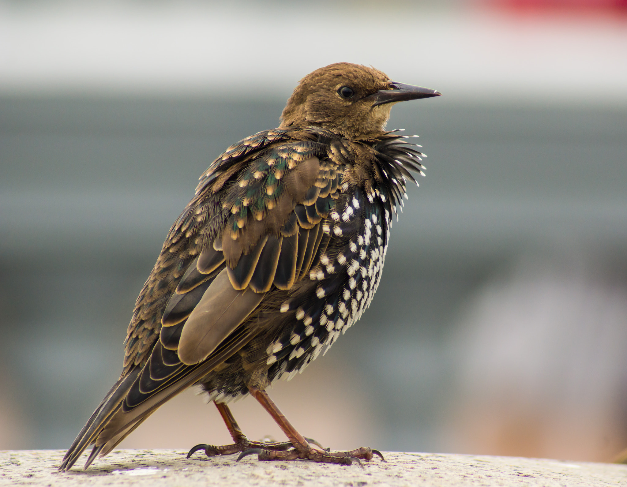Sony SLT-A77 sample photo. Starling photography