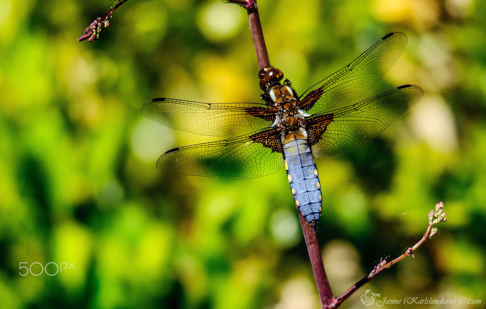 Sigma 120-400mm F4.5-5.6 DG OS HSM sample photo. Libellula depressa photography