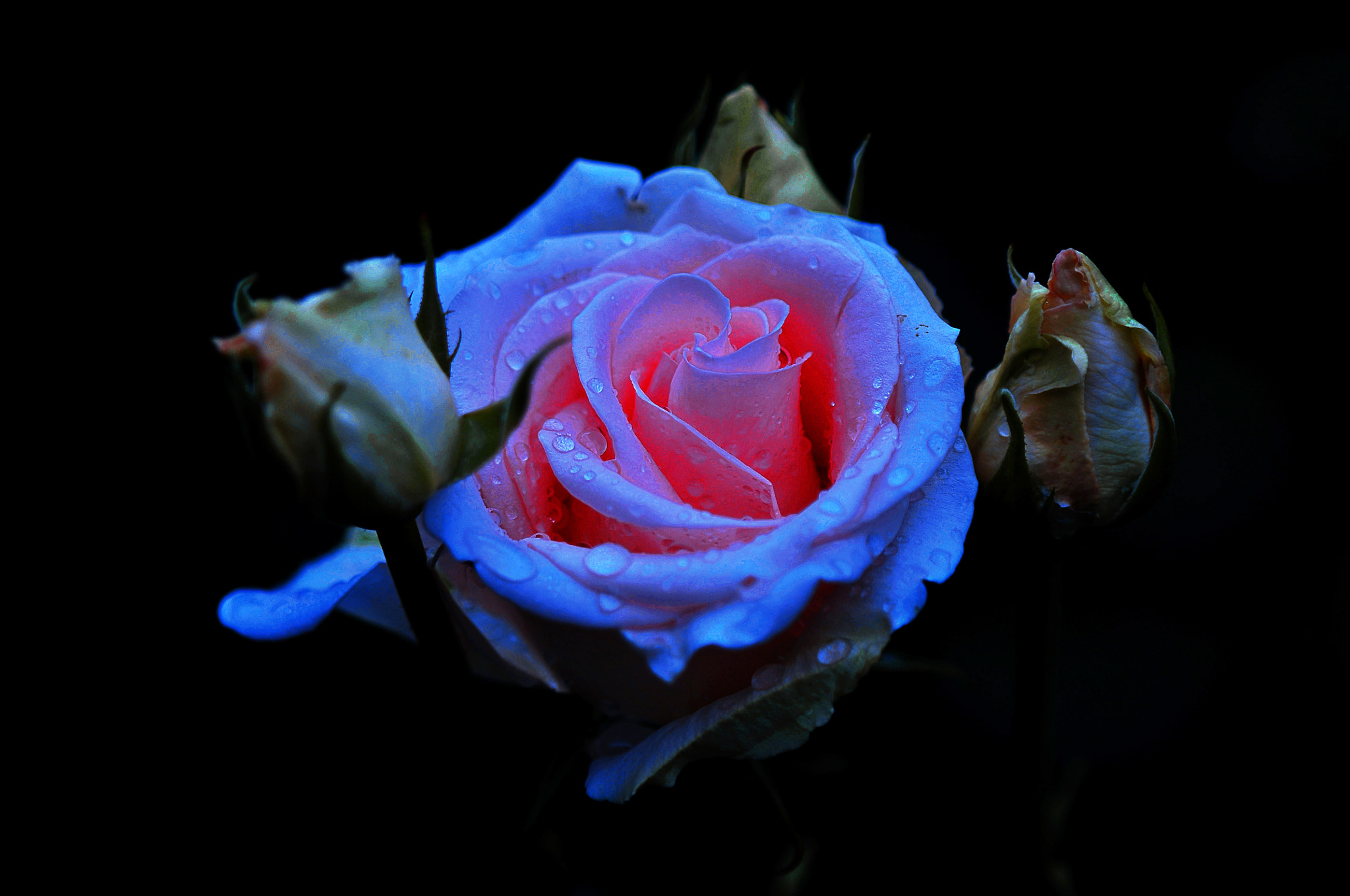 Nikon D300 + AF Micro-Nikkor 105mm f/2.8 sample photo