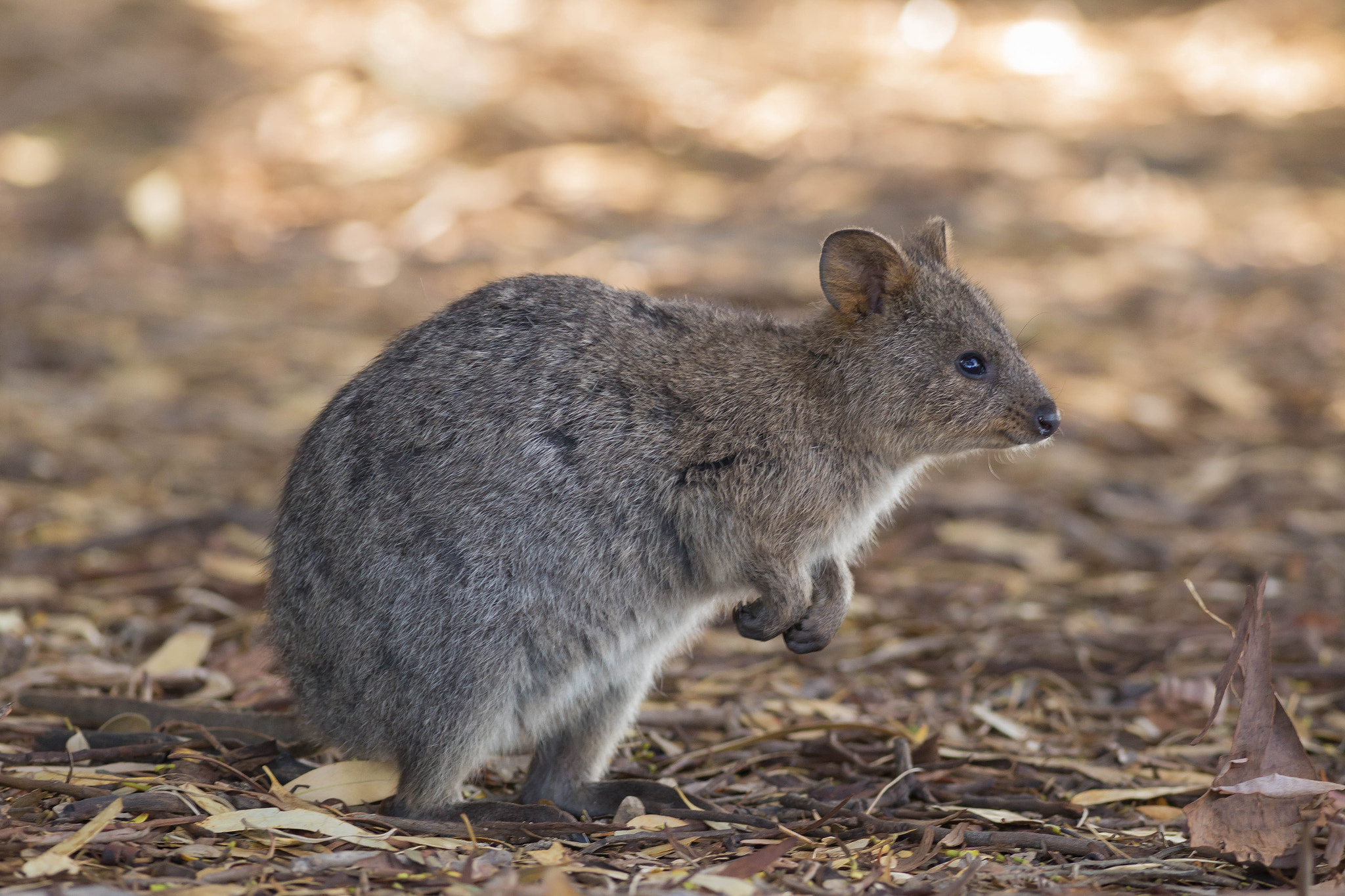 Canon EOS 6D + Canon EF 400mm F5.6L USM sample photo. Quokka photography