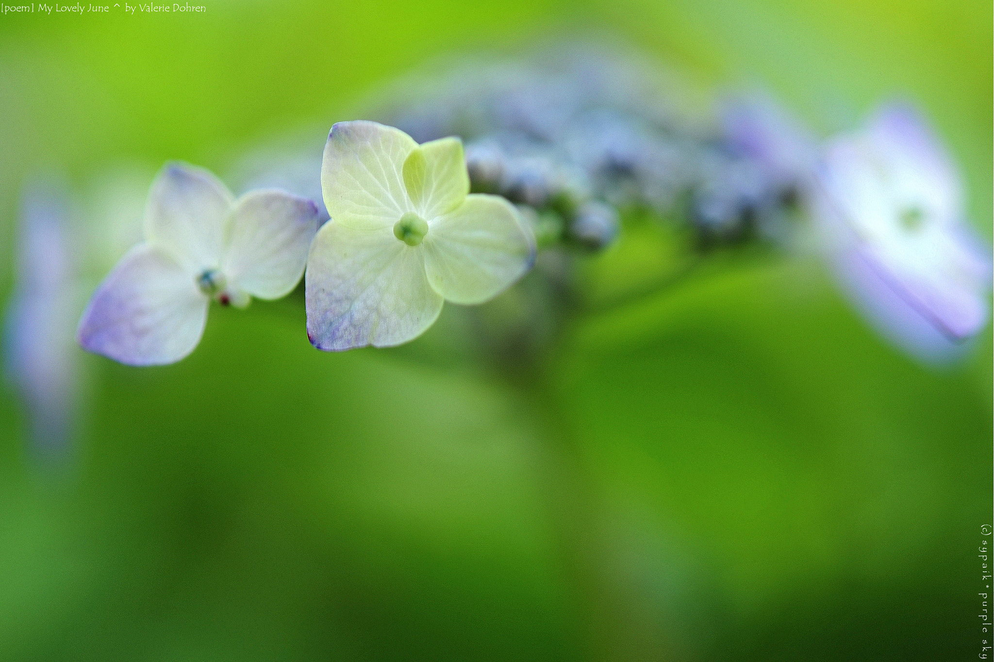 Nikon AF-S Micro-Nikkor 60mm F2.8G ED sample photo. My lovely june photography