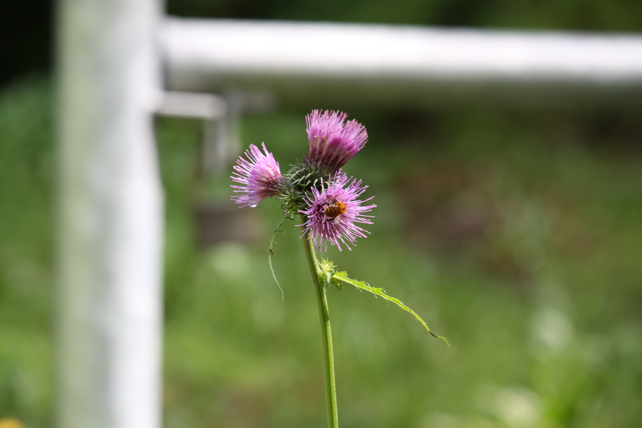 Canon EF-S 55-250mm F4-5.6 IS STM sample photo