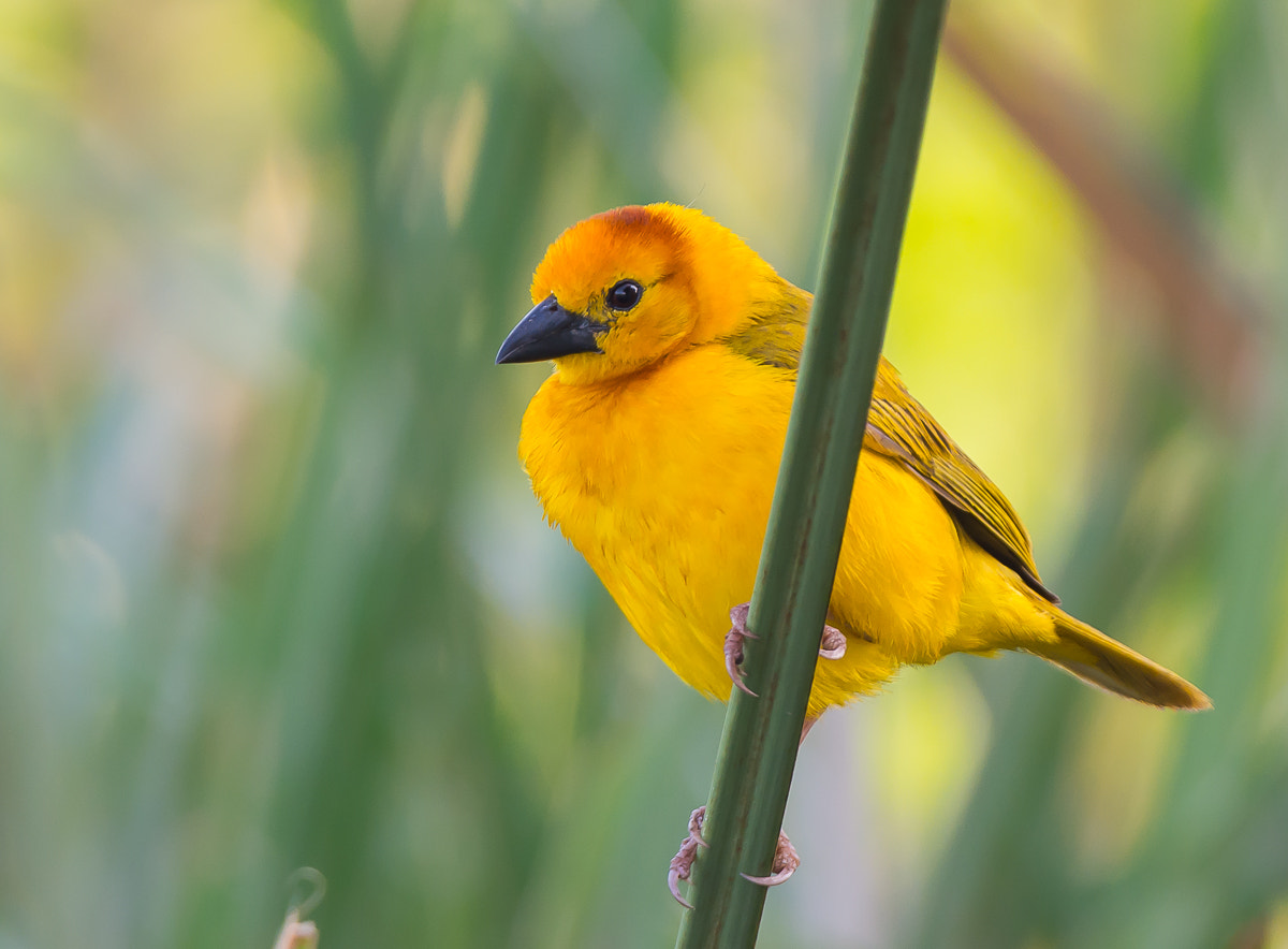 Nikon AF-S Nikkor 200-400mm F4G ED-IF VR sample photo. Taveta golden weaver. tanzania photography