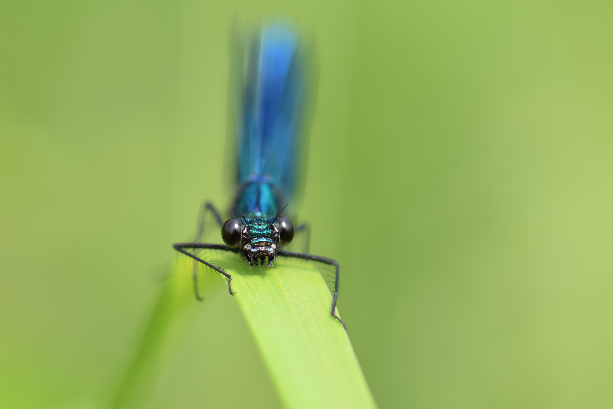Nikon AF-S Micro-Nikkor 105mm F2.8G IF-ED VR sample photo. Agrion mâle photography